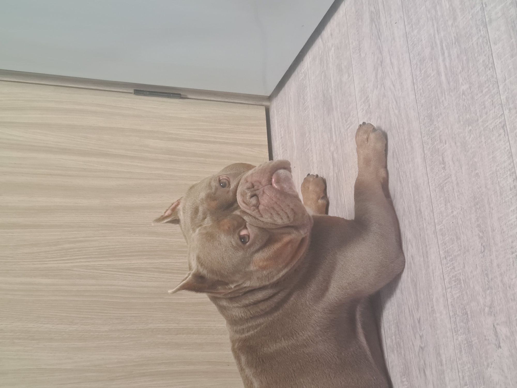 This media file shows a light brown dog lying on a light wood-grain floor. The dog is facing towards the camera with its head tilted to the side and its mouth slightly open. Its eyes are open and looking at the camera. The dog's ears are floppy and its skin is wrinkled around its snout. The dog's body is mostly visible, and it appears to be relaxed.
The background consists of a light-colored wall and a wooden door. The lighting in the image is bright, suggesting it might be daytime, possibly indoors. The overall scene appears to be a home environment. There is no visible text in the image. The image is taken from a slightly elevated angle, looking down at the dog. The dog's fur appears smooth and short. The floorboards have a visible grain pattern.