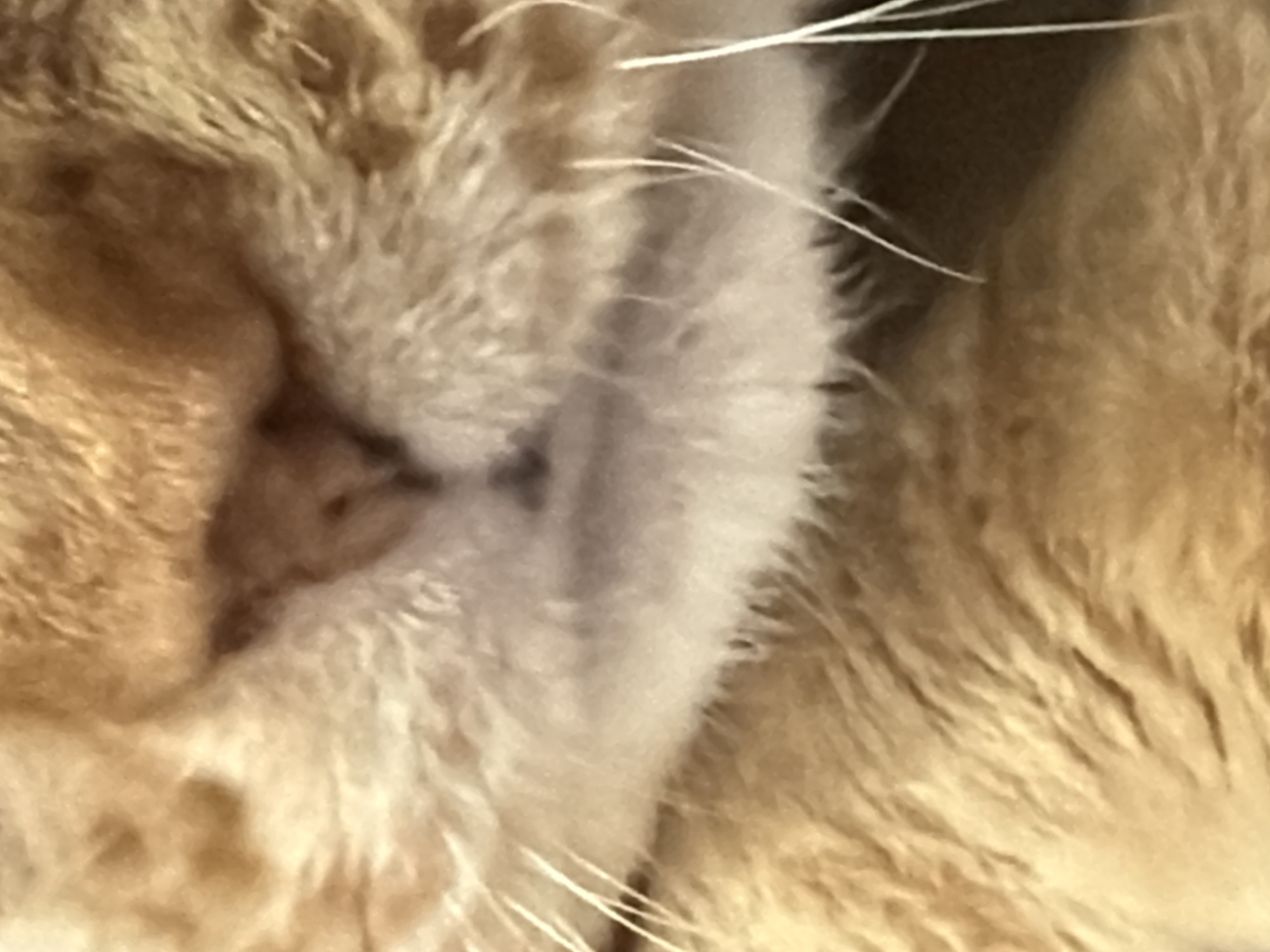 The image shows a close-up of an orange cat's head. The cat is sleeping, with its face pressed against something soft. The cat's ear is visible, as well as some whiskers. The fur is fluffy and appears to be well-groomed. The location is unknown.