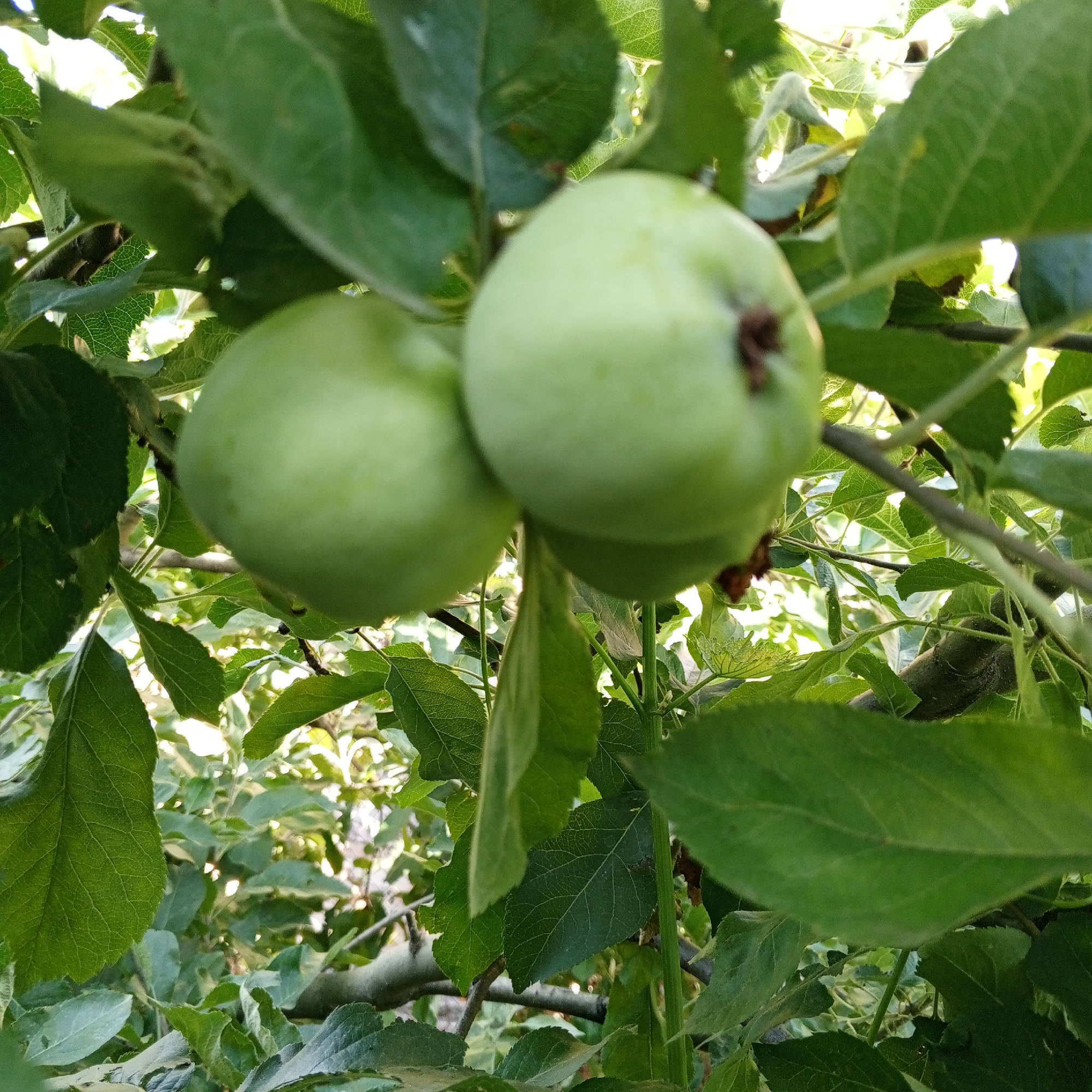 The image shows two unripe green apples hanging from a tree branch, surrounded by lush green leaves. The apples are round and have a smooth texture, with slight indentations at the top where the stem would attach. One apple is more in focus on the right side of the frame, while the other is to the left and slightly out of focus. The leaves are vibrant green, with visible veins, suggesting a healthy tree and a good growing season. Sunlight filters through the leaves, creating dappled lighting on the apples and branches, indicating it is daytime. The scene is natural and appears to be outdoors, likely in an orchard or garden given the presence of fruit-bearing trees. There are no people or other objects visible in the frame, focusing solely on the apples and foliage. The overall impression is one of nature's bounty and the early stages of fruit development. The image was taken in Myrove, Ukraine.