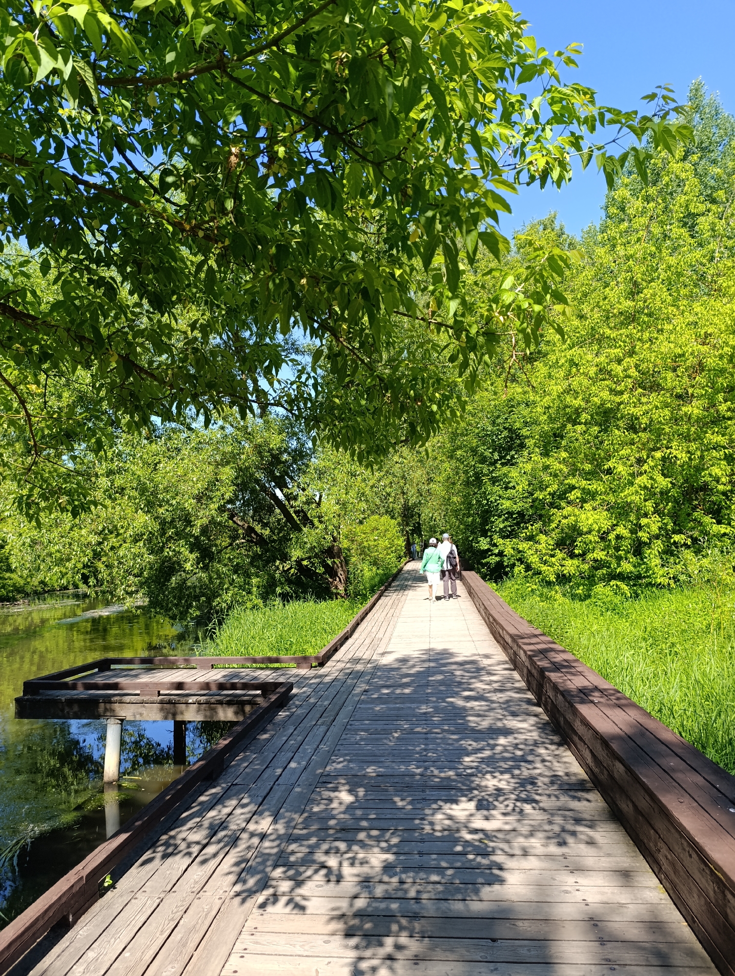 This image captures a sunlit wooden boardwalk traversing a natural environment, likely within Serebryany Bor Park in Moscow, Russia. The scene depicts a tranquil outdoor setting characterized by lush greenery and a calm body of water.
In the foreground, a light-colored wooden boardwalk, constructed from parallel planks, extends from the bottom of the frame and curves gently to the right as it recedes into the distance. Dark brown wooden railings or support structures line both edges of the boardwalk. Dappled sunlight filtering through overhead trees casts intricate shadows of leaves onto the wooden surface. To the left of the boardwalk, a small, dark wooden viewing platform or jetty extends perpendicularly over the water, supported by a visible circular metal post submerged in the water.
To the left of the boardwalk and below the jetty is a calm, greenish-brown body of water, possibly a river or pond, reflecting the blue sky and surrounding trees. Some aquatic vegetation or algae is visible on the water's surface. Dense, vibrant green deciduous trees and bushes line the water's edge and flank the boardwalk on both sides, creating a verdant tunnel effect. Bright green grasses also grow along the right side of the boardwalk.
Three adult individuals are visible on the boardwalk, walking away from the viewer. The leftmost person wears a light green top, dark trousers, and a white cap. The middle person wears a white top, dark trousers, and a dark cap or hat, carrying a dark bag over their left shoulder. The rightmost person wears a white top and dark trousers.
Above, a canopy of bright green leaves from an overhead tree partially frames the top of the image, with glimpses of a clear, bright blue sky visible through the foliage. The overall lighting suggests a sunny day in late spring or summer, with clear skies and robust vegetative growth.