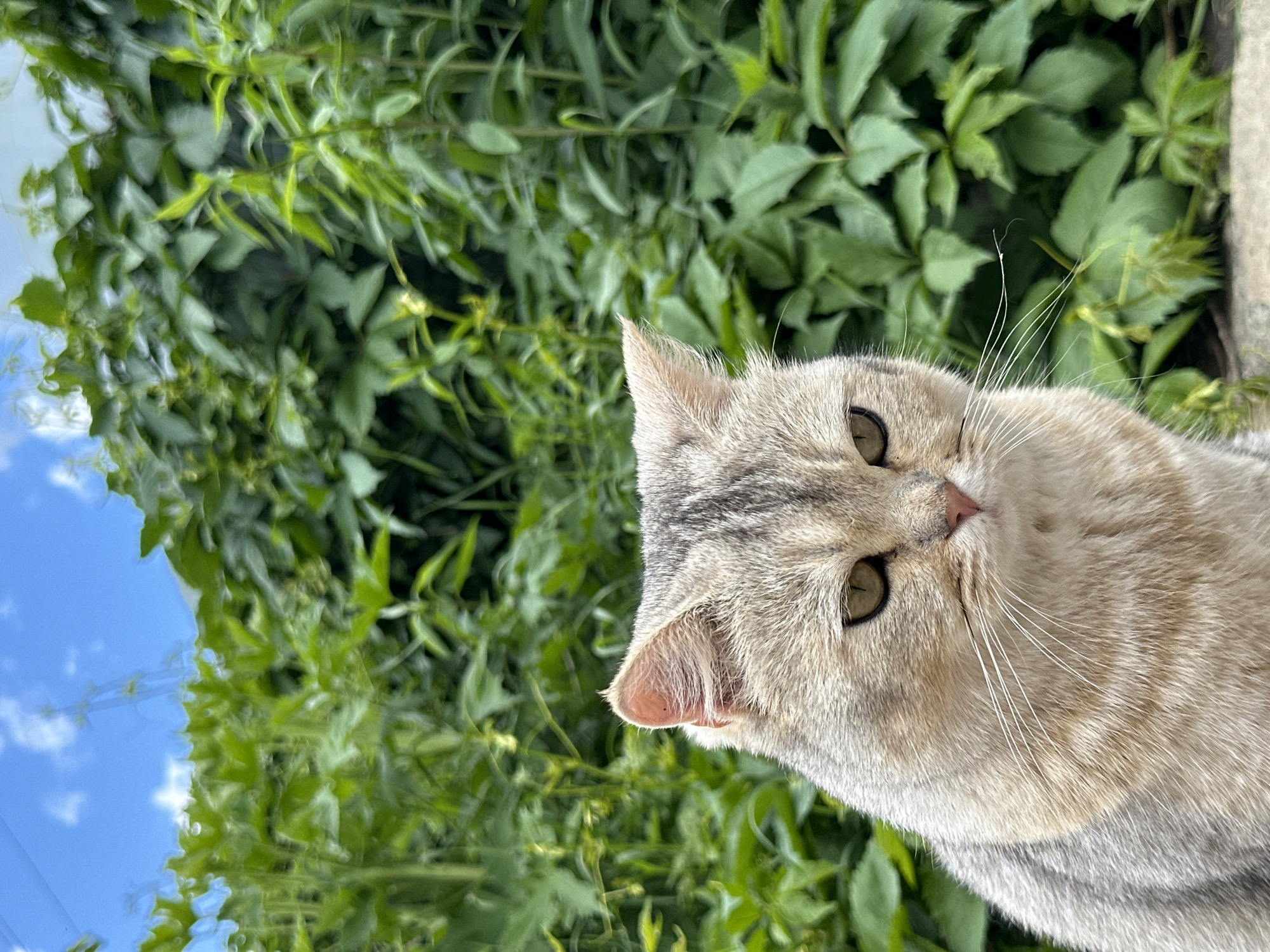 A light-colored cat with grey tabby markings sits in front of a wall of lush green ivy under a bright blue sky with scattered clouds. The cat is looking down and to the right with a slightly serious expression. Its fur is soft and fluffy, and its whiskers are long and white. The ivy behind the cat is dense and vibrant green, with some smaller plants growing in front of it. The overall scene is peaceful and natural.