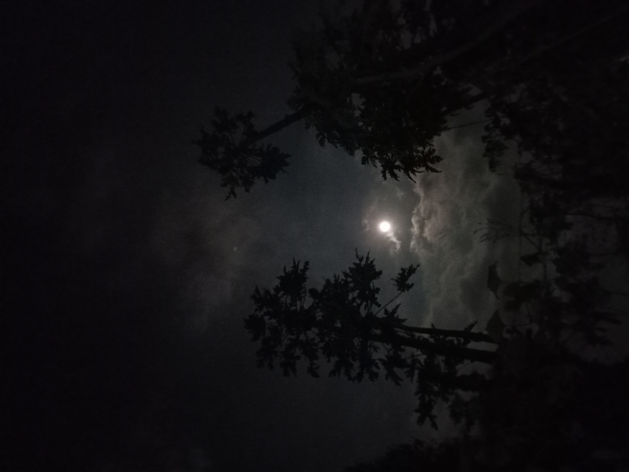 This is a low-light photograph taken at night in Claket, Indonesia. The image captures a celestial event as a full moon is visible in the sky, partially obscured by clouds. In the foreground, silhouetted against the moonlit sky, are the dark forms of several trees, possibly papaya trees due to their distinct leaf structures. The overall ambiance is dark and serene, with the moonlight creating a subtle illumination on the clouds and the upper portions of the trees.