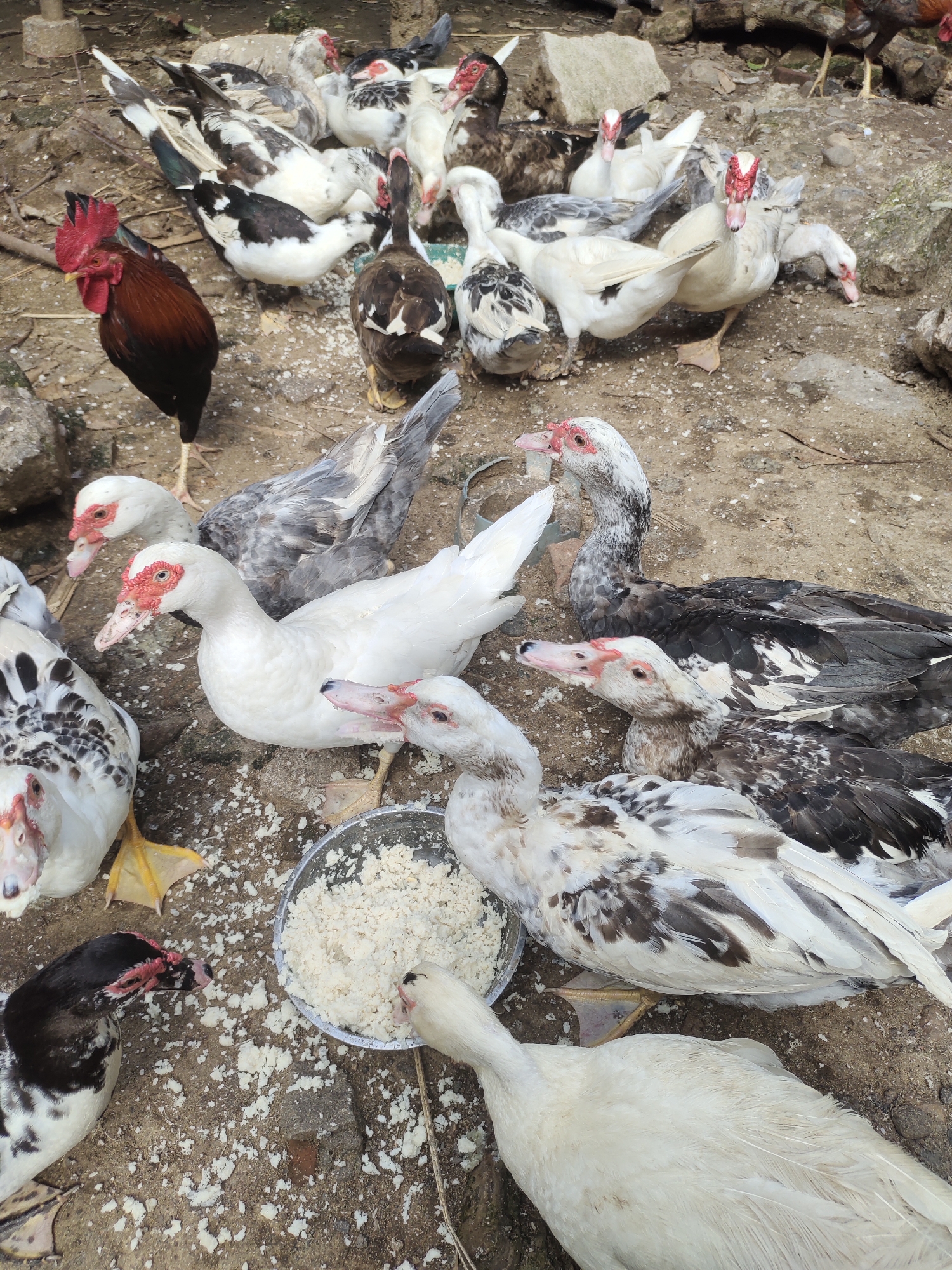 The image depicts an outdoor ground-level scene in Rayeukmatangkuli, Indonesia, featuring a group of domesticated fowl. The primary subjects are approximately two dozen Muscovy ducks (Cairina moschata) of various plumages, including solid white, black-and-white pied, and grey-and-white pied. Many ducks exhibit prominent red caruncles around their eyes and beaks. Several ducks are gathered around and consuming a light-colored, granular food (likely rice or mash) from a silver-colored metal bowl positioned centrally. Food particles are scattered on the surrounding dry, light brown dirt ground, indicating active feeding. One rooster (Gallus gallus domesticus) with dark reddish-brown body feathers, a prominent red comb, and wattles stands on the left side, observing the scene. The ground is uneven, composed of packed dirt and scattered small rocks and debris, with hints of sparse vegetation or structures in the background.