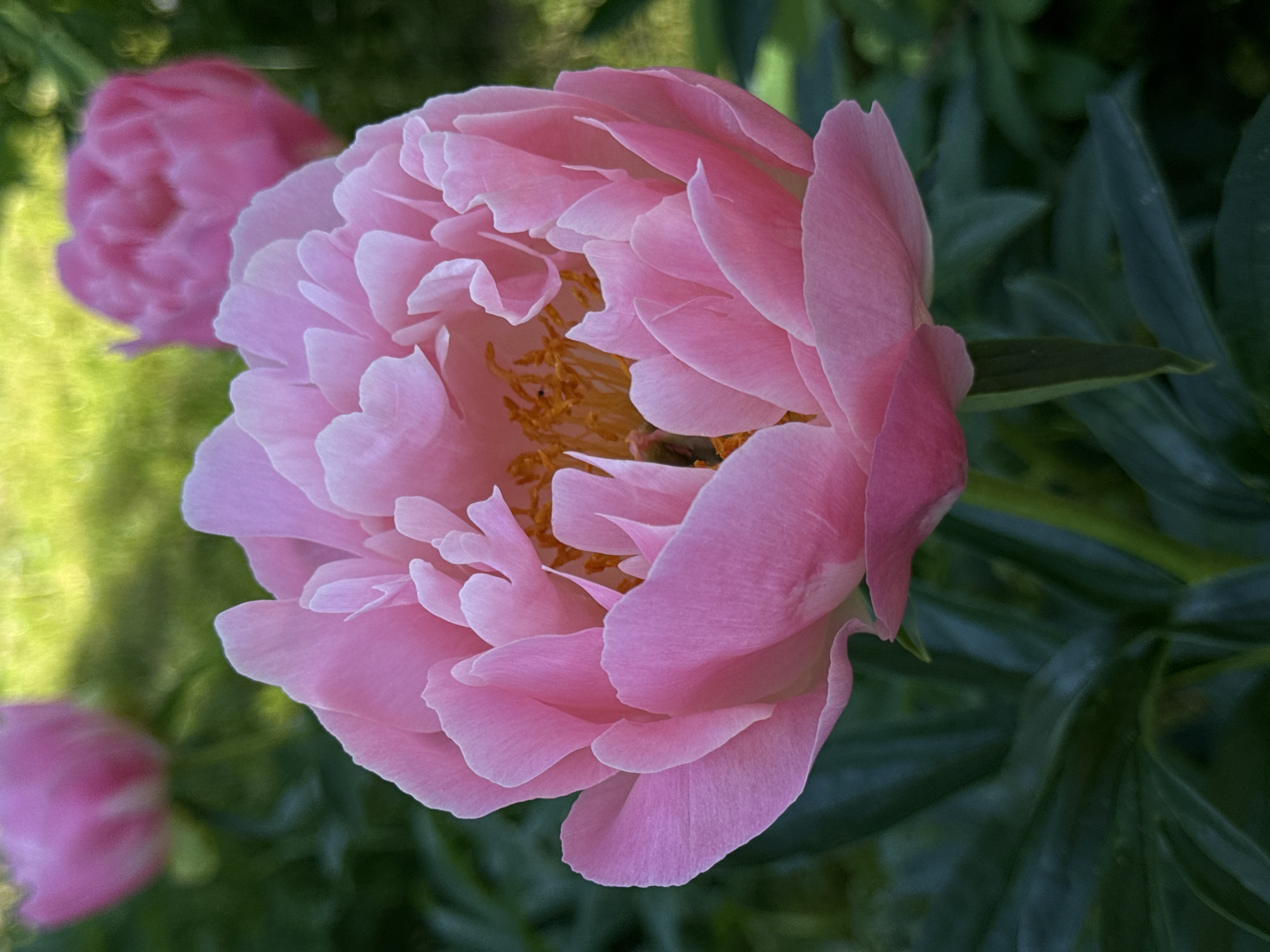 The image shows a close-up of a delicate pink peony flower in bloom. The flower is fully open, revealing its ruffled petals and bright yellow stamens in the center. The foreground is dominated by the peony, with its soft pink hues and textured petals. In the background, out of focus, are other pink peonies and lush green foliage, suggesting a garden setting. Sunlight filters through the leaves, creating a soft, dappled light. The overall impression is one of natural beauty and springtime vibrancy. There are no people visible in the image. The scene is located in a garden in Kashtan, Russia.