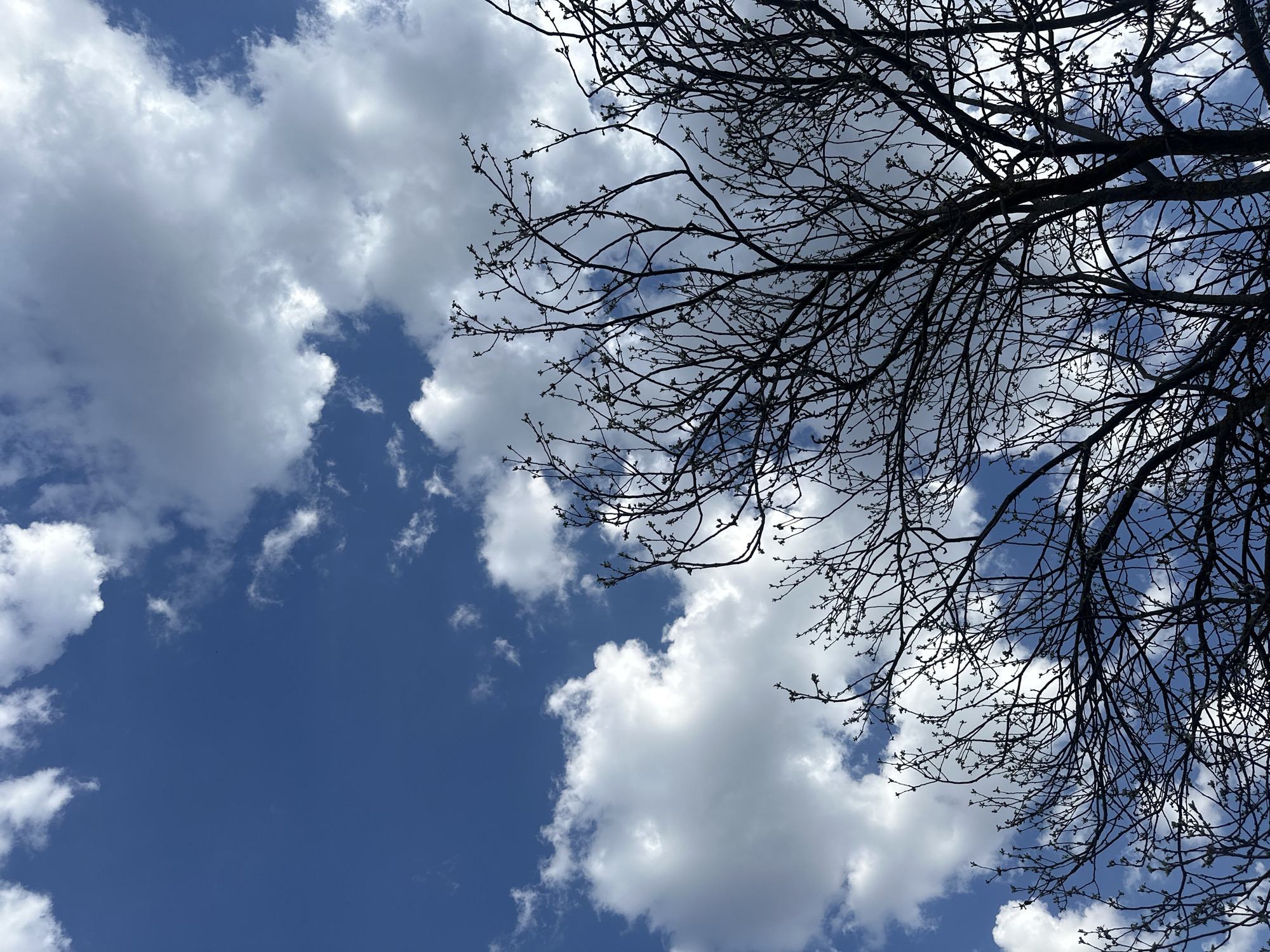 The image depicts a view looking upwards towards a bright blue sky with scattered cumulus clouds. The branches of a tree, still bare of leaves but with buds beginning to form, are silhouetted against the sky in the upper right portion of the frame. The photo does not show sufficient detail to verify that it was taken in the city of Cheryomushki, Russia.