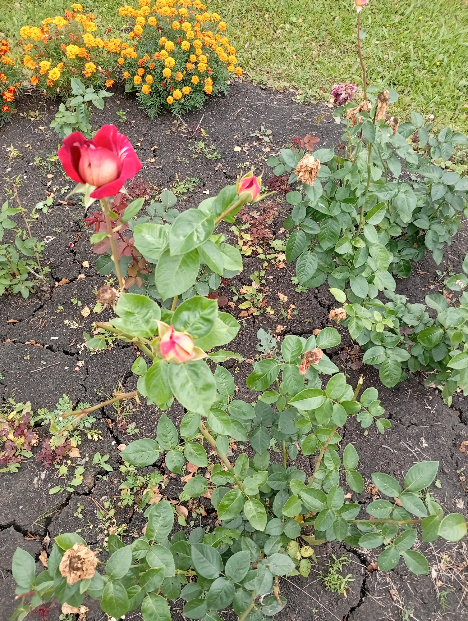 A high-angle, slightly blurry, medium shot captures a rose bush with several buds and withered blooms in the foreground, set against a backdrop of dry, cracked earth and a patch of orange marigolds in the upper left. The rose bush has lush green leaves and thorny stems. One rosebud in the lower right is partially open, showing pink and yellow petals. Another is in the upper center, its red and white petals unfurling. Several dried, brown blooms are scattered among the green foliage. The ground is dark, parched soil, with some dried leaves and small green weeds growing through the cracks. The marigolds, a vibrant orange and yellow, are densely packed in the upper left quadrant, providing a colorful contrast to the somber tones of the rose bush and dry earth. The image appears to have been taken outdoors, likely in a garden. The location is Verkhniye Kigi, Russia, though no specific city landmarks are visible to confirm this. No people or animals are present in the image.