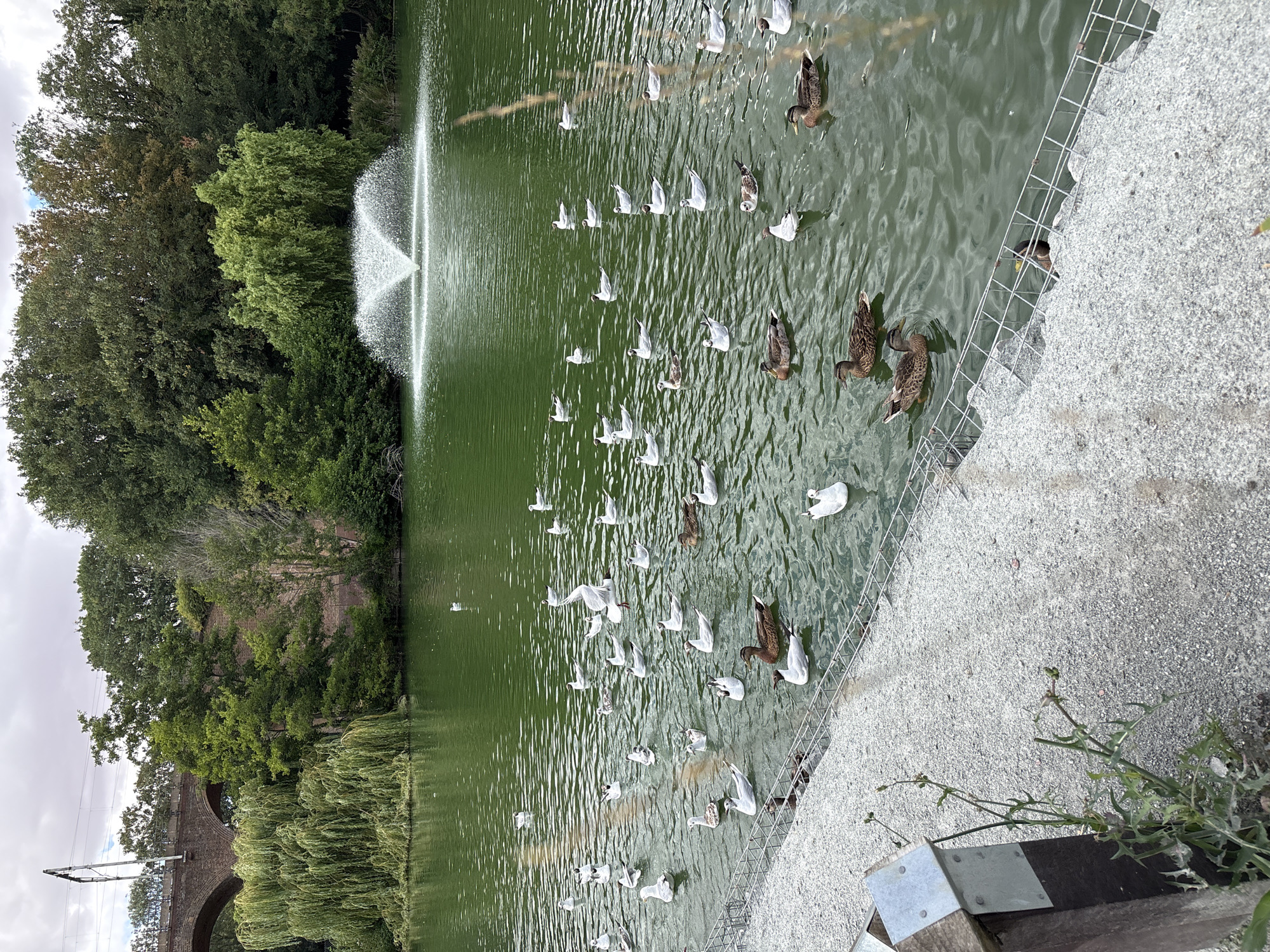 A tranquil scene unfolds at the village of Galleywood, near Chelmsford, United Kingdom, where a pond is teeming with aquatic life. The emerald green water is populated by a diverse array of waterfowl, predominantly seagulls and ducks. Several seagulls, with their characteristic white plumage, glide gracefully across the surface, while others are seen resting or swimming in groups. Ducks, distinguished by their brown and mottled feathers, also dot the water, some swimming in pairs and others singly. A prominent fountain in the mid-ground spouts a refreshing spray of water into the air, adding a dynamic element to the otherwise still pond. The background is a lush tapestry of dense green trees and vegetation, hinting at a well-maintained park or nature reserve. The overcast sky suggests a cool, possibly humid day, typical of the British climate. The foreground features a gravelly embankment with a rustic wooden post and metal fence, suggesting a pathway or viewing area for visitors to observe the wildlife. The overall impression is one of natural beauty and peaceful coexistence between the local flora and fauna.