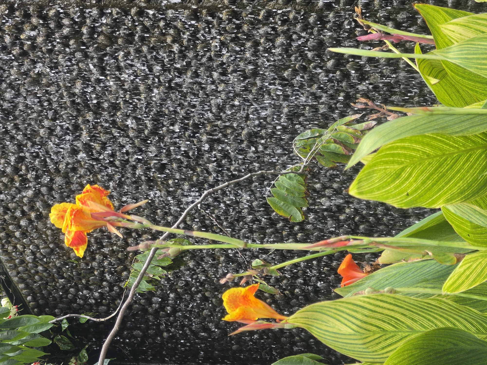 A vibrant close-up depicts lush tropical plants and flowers set against a textured water feature. In the foreground and mid-ground, large, broad leaves with prominent green and yellow stripes dominate the right and bottom portions of the frame. Several bright orange and yellow flowers, exhibiting red undertones, are scattered among the foliage; one large bloom is prominent on the left, and a smaller one is visible towards the lower right. Thin, woody branches and other green leaves intertwine with the main plant.
The background is a dark, vertical wall, appearing to be constructed from numerous small, rounded, dark stones or pebbles. Water actively flows down this textured surface, creating a dynamic, shimmering curtain of droplets and streaks, reflecting light and adding a sense of movement to the scene. The bright illumination suggests it is daytime. The tropical plant species, possibly Canna lilies, align with the provided location context of Bangkok, Thailand, suggesting a tranquil garden or landscape setting. No text is visible in the image.