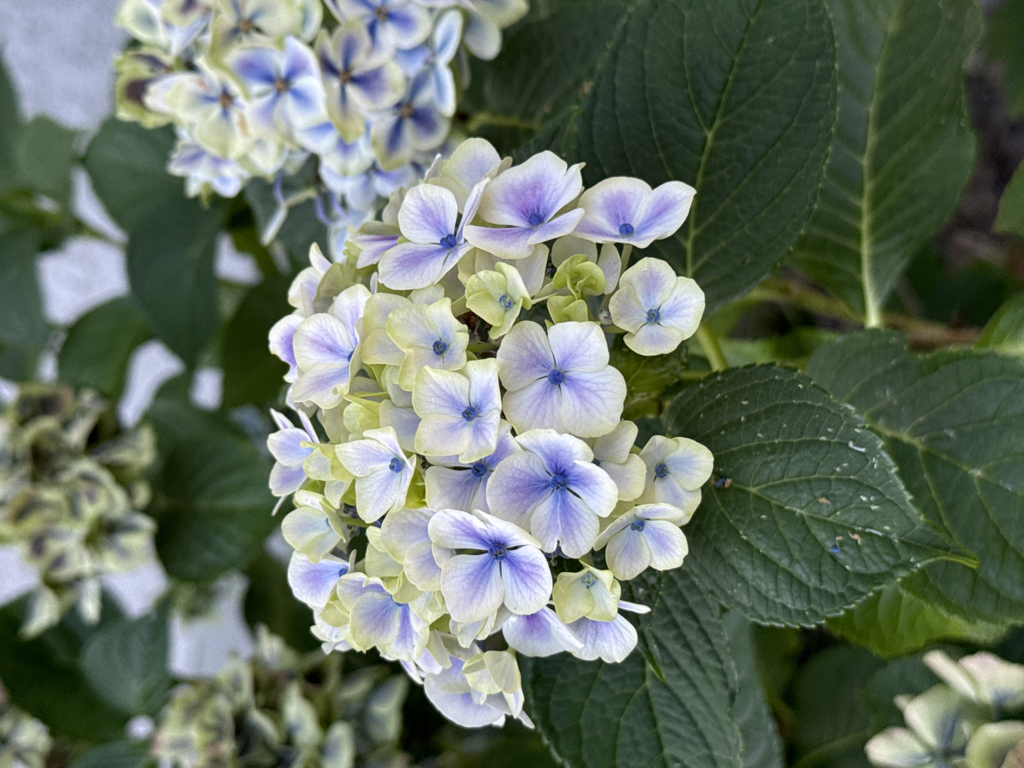 A close-up, detailed view of a hydrangea flower cluster features delicate, lace-like petals in shades of pale yellow, white, and soft lavender-blue. The individual florets are small and intricate, with vibrant blue centers. The flowers are lush and abundant, set against a backdrop of deep green leaves. The image appears to be taken in a garden setting, potentially in the town of Bad Sachsa, Germany, known for its natural beauty and floral displays.