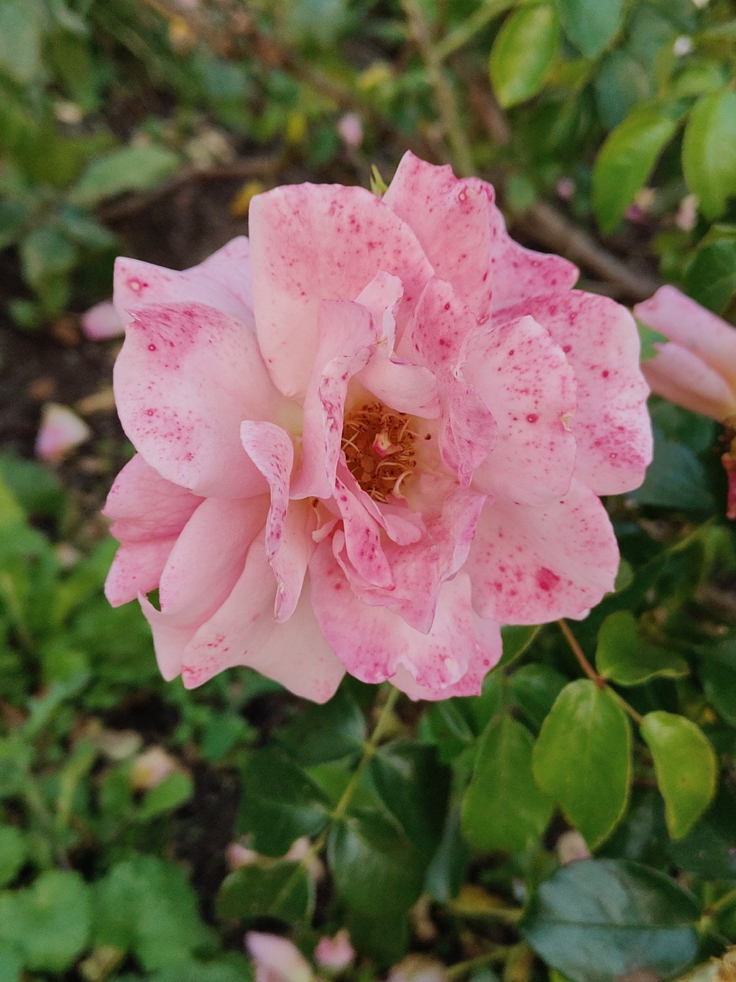 A close-up, overhead shot captures a single pink rose with darker pink speckles on its petals. The rose is in focus, with its delicate petals unfurling to reveal a glimpse of its stamens. The background is a blur of green foliage and dark soil, typical of a garden setting. The lighting suggests an overcast day or the shade of a larger plant. No people or any other objects are visible. The scene is likely located in a garden in Rumia, Poland, given the context.