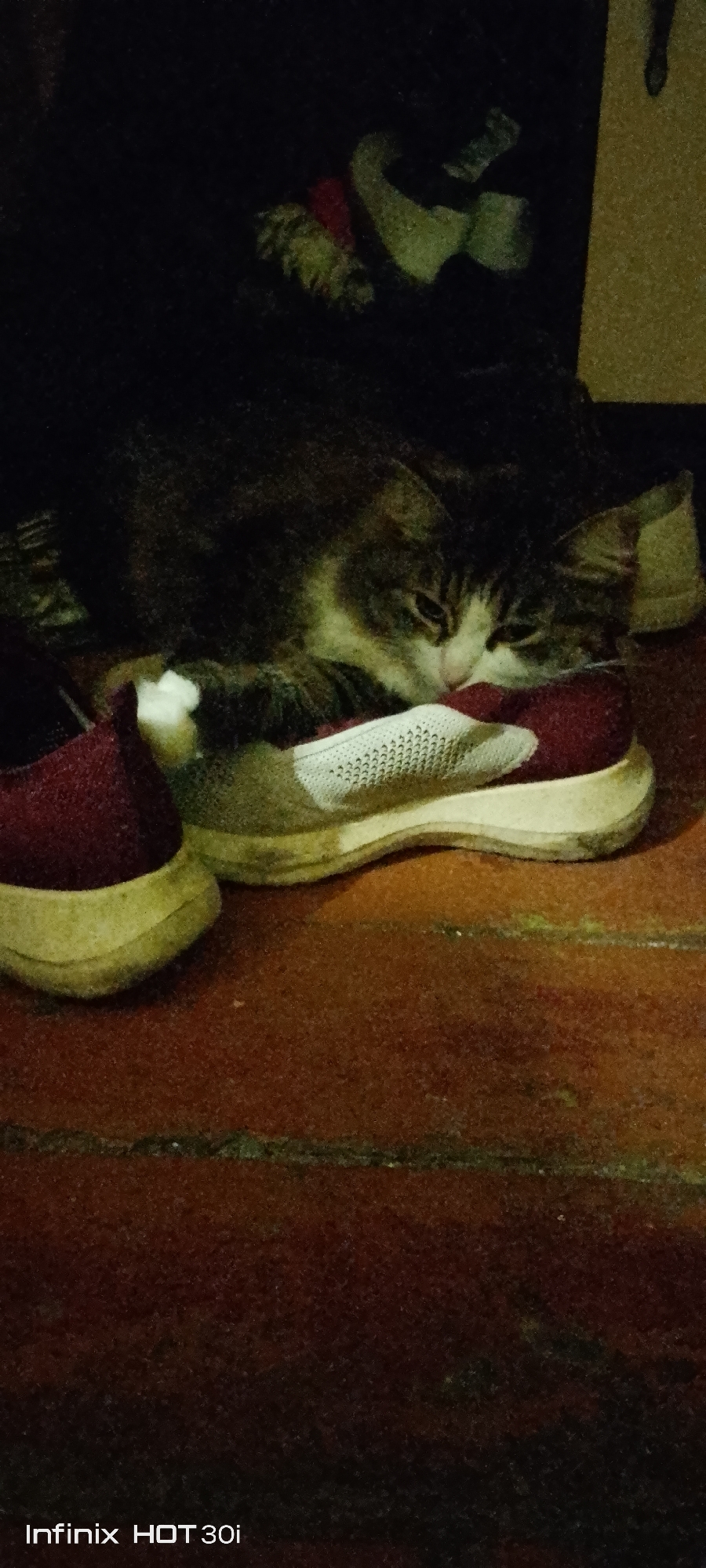 In an indoor setting, possibly a residence, a tabby cat with white markings on its face is sleeping. The cat is nestled between two shoes, one maroon with a white sole and the other a white knit shoe with a maroon trim and a white sole. The shoes are resting on a reddish-brown tiled floor. The background is dark and out of focus, with some indistinct shapes that could be furniture or clothing. The image is labeled "Infinix HOT 30i" at the bottom left corner. There is no discernible connection to the city of Kedrovy, Russia.