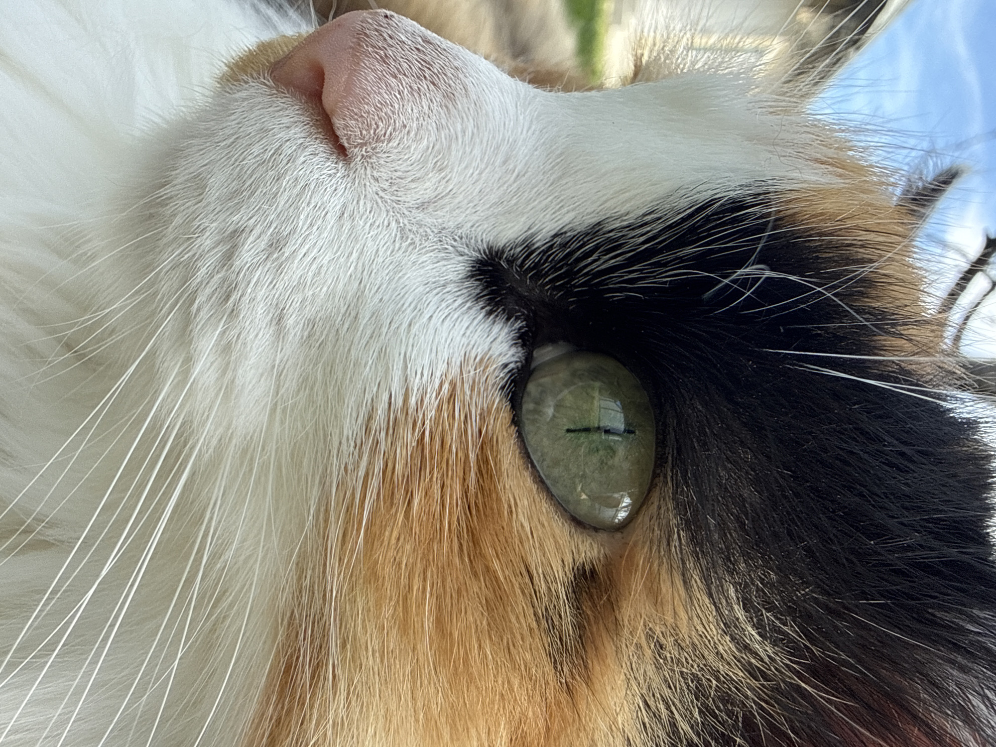 A close-up, eye-level shot focuses on the left side of a calico cat's face. The cat's fur displays patches of white, black, and orange. Its green eye, with a vertical pupil, is prominent and reflects light. The cat's pink nose and white whiskers are also visible. The background is blurred, showing a bright blue sky and hints of green foliage and a structure. The image appears to be taken outdoors.