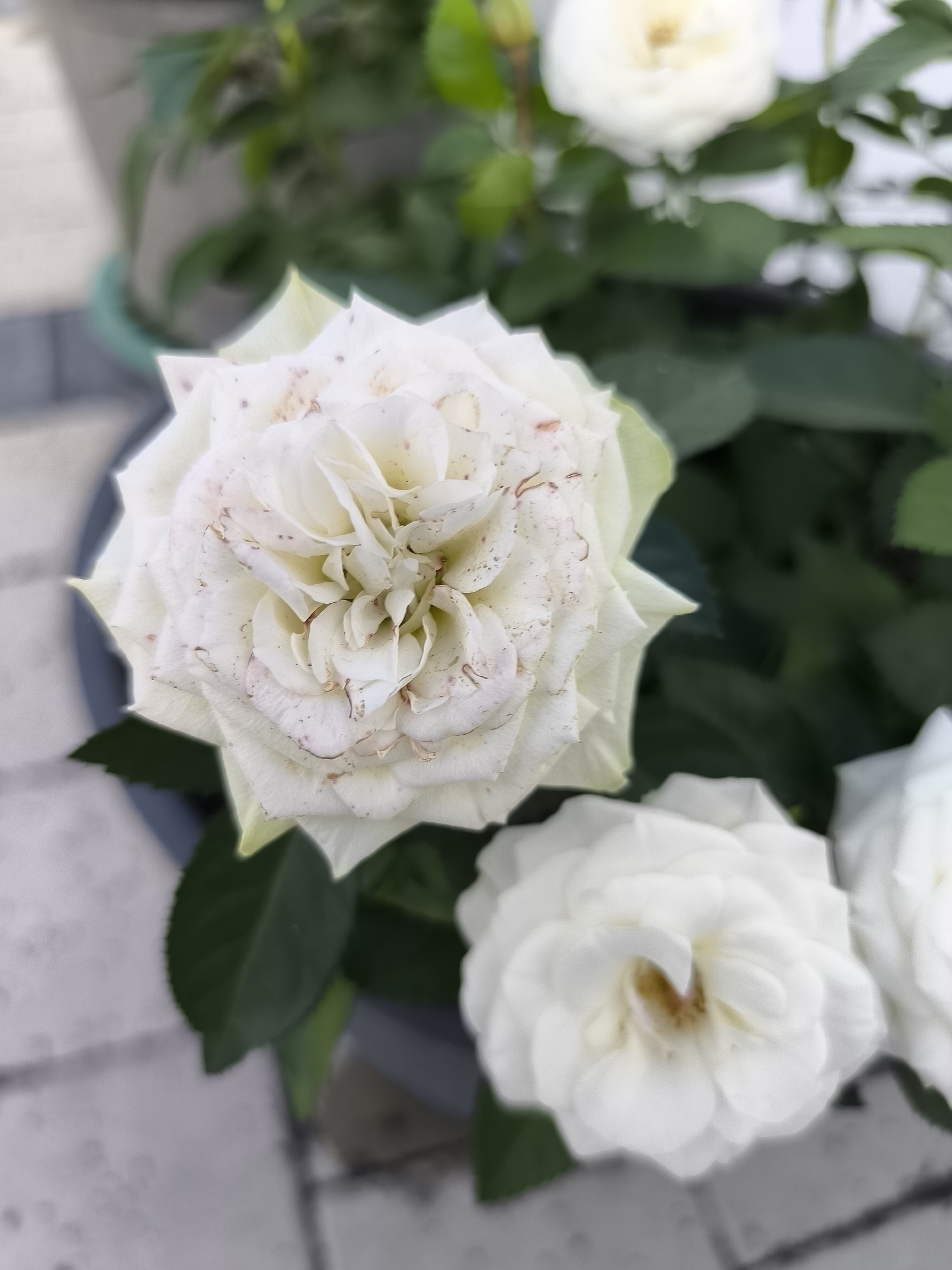 The image shows a close-up of a white rose with pinkish-brown speckles on its petals. The rose is in bloom and its petals are tightly furled towards the center. In the background, two other white roses are visible, one out of focus and another partially visible on the right side of the frame. Green leaves surround the roses, and the overall setting appears to be outdoors, possibly in a garden or on a balcony, with a light-colored paved surface in the foreground. There is no indication of Dillingen an der Donau, Germany in the image.