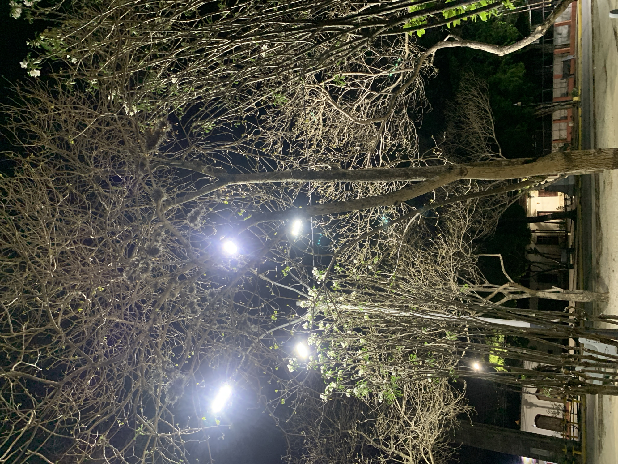 This media file presents a nighttime scene dominated by trees, captured in an urban or semi-urban setting in Santa Ana, Venezuela. The image, originally oriented vertically but currently rotated 90 degrees counter-clockwise, showcases a dense canopy of trees, many with intricate, bare branches silhouetted against a dark sky.
Several bright streetlights, emitting a stark, cool white light, are visible among the branches. These lights create distinct lens flares and brightly illuminate parts of the tree structure. While most branches are bare, some areas, particularly towards the upper left and center-right, display sparse green foliage and delicate white blossoms, suggesting either specific tree types or a time of year when new growth is appearing. A small, dark nest is discernable within the branches of a tree in the upper-center area.
To the right side of the frame, a paved surface, likely a sidewalk or road, is visible. Beyond this, in the background, are dimly lit buildings with visible architectural elements and some red-orange colored roofs, partially obscured by more distant trees and structures. A fence or railing runs in front of some of these background buildings. The scene is devoid of people or any clear activity, conveying a sense of quietude. The night is clear, with no visible clouds or adverse weather. No discernible text is present in the image.