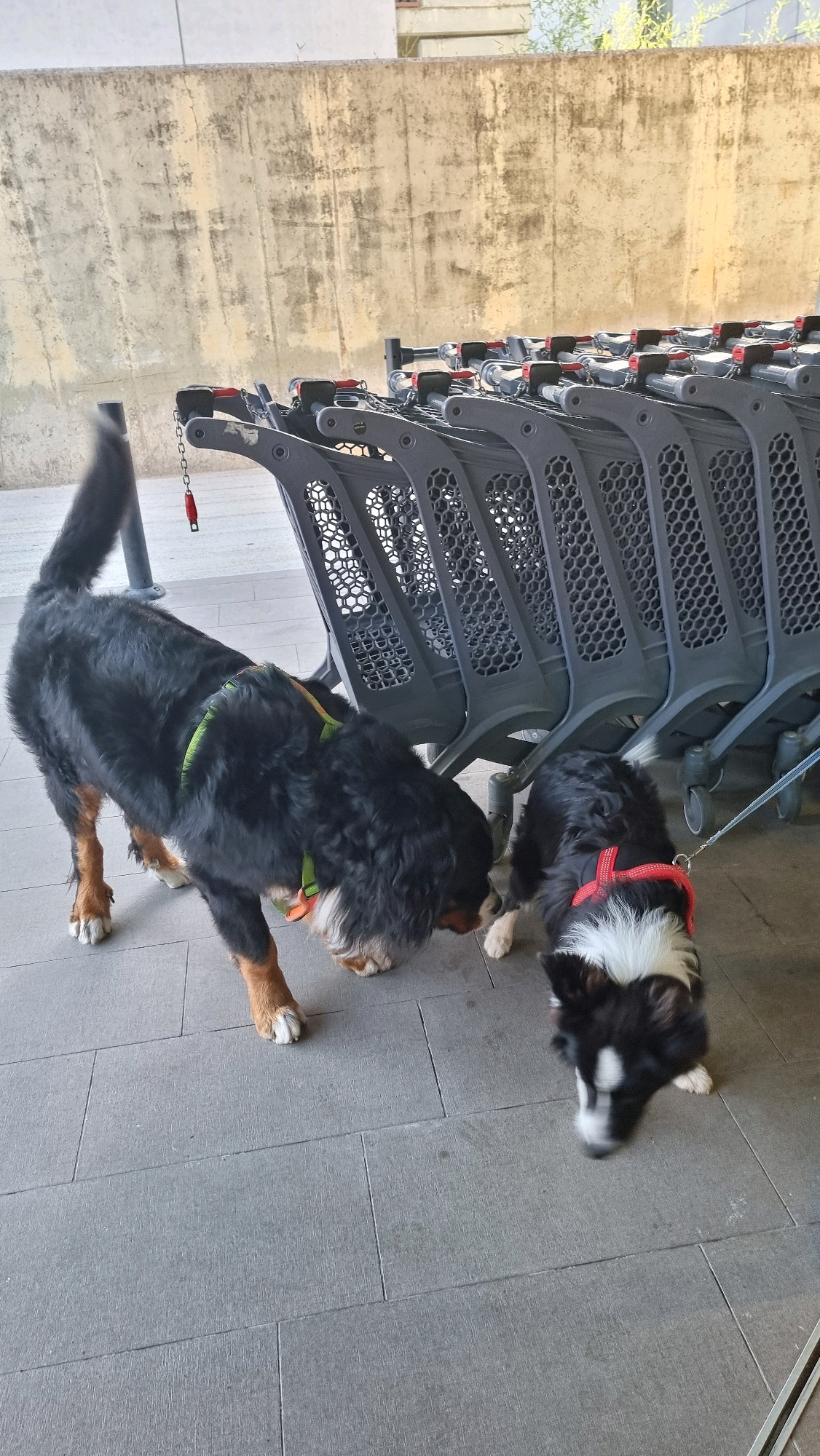 Two dogs are positioned on a tiled ground in front of a row of chained shopping carts. The dog on the left is a Bernese Mountain Dog, wearing a green and orange harness. The dog on the right is a Border Collie, wearing a red harness. Both dogs are sniffing the ground. The background features a concrete wall and some vegetation. The scene appears to be outdoors, possibly in a shopping center parking lot.