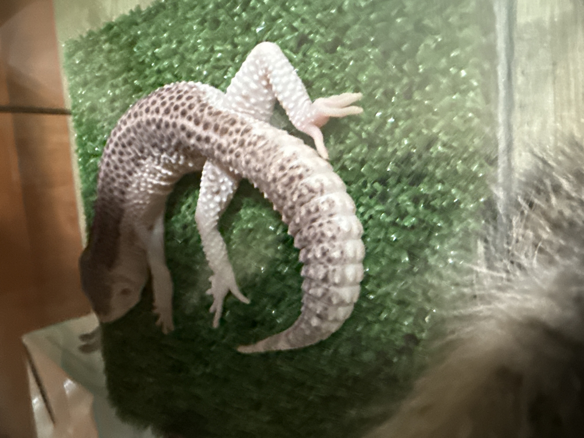 A leopard gecko is lying on a patch of artificial green grass. The gecko is primarily light gray with dark brown spots on its back and tail. It is positioned with its head pointed downwards and its body curled in a horseshoe shape. All four of its limbs are visible and extended slightly. The background is blurry, suggesting the scene is enclosed within a terrarium or similar enclosure. The location is Unknown, Unknown.