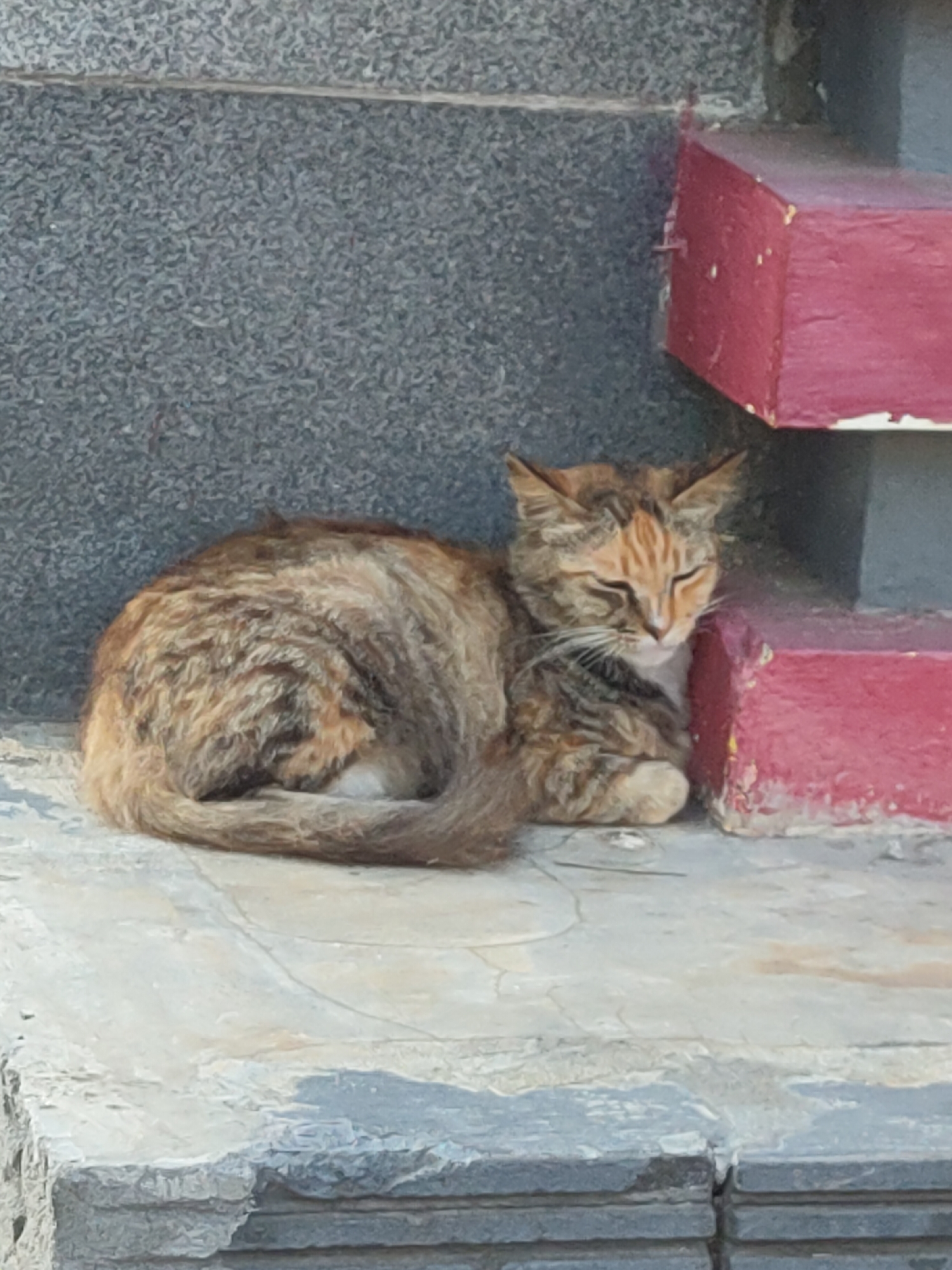 In Ngasem, Indonesia, a calico cat is resting on a textured concrete surface. The cat, with fur patterns of orange, brown, and black, is curled up with its eyes closed. Its paws are tucked beneath its body, and its tail is wrapped around its rear. The background features a textured gray wall and a red-painted structure, possibly part of a staircase or planter box, also made of concrete. The lighting suggests it is daytime, with shadows present. The scene appears to be outdoors in an urban or semi-urban setting.