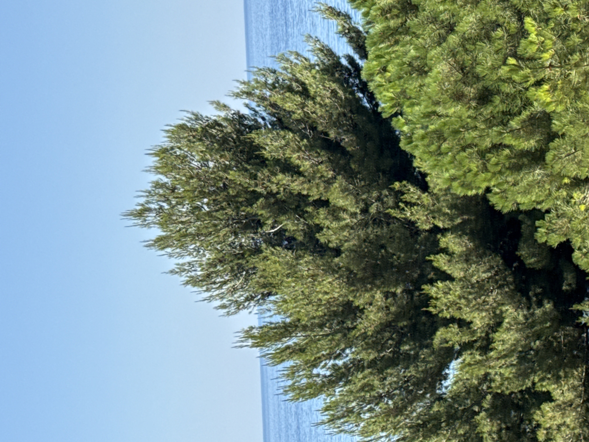 An outdoor, eye-level, medium shot captures a lush green pine tree situated in front of a calm, blue ocean under a clear blue sky. The pine tree dominates the foreground, its branches dense with needles, with a portion of another green tree visible at the bottom right. The sea forms the middle ground, a line of light blue meeting the horizon. The top portion of the image is entirely sky. The scene is a serene coastal landscape, likely in Sveti Stefan, Montenegro, known for its picturesque Adriatic coastline.