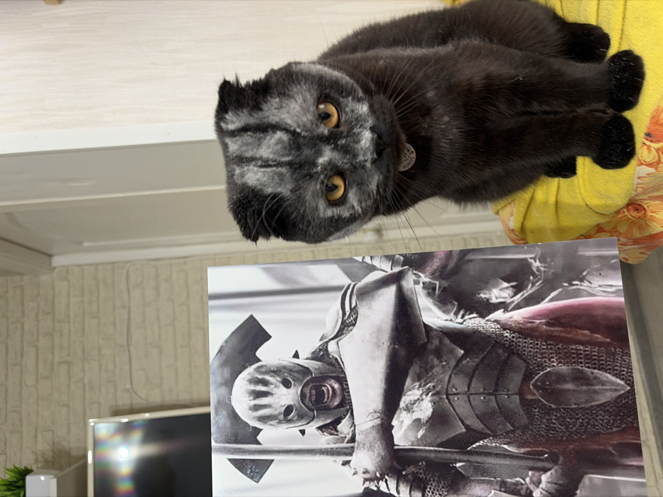 This image depicts a dark grey Scottish Fold cat seated on a yellow cushion, positioned in an indoor domestic environment in Chaikovsky, Russia. The cat, exhibiting prominent amber eyes and dark grey fur with lighter grey markings on its head and chest, wears a dark collar with a circular identification tag. To the left of the cat, a rectangular print or poster is prominently displayed, featuring an Uruk-hai warrior in full dark armor, holding a sword and shield, depicted with an open mouth revealing fangs. The print partially obscures the left side of the cat's body. The background consists of a wall with light-toned brick-patterned wallpaper on the left, where a television screen with a visible reflection and a small green potted plant on a white shelf are located. A white cable runs horizontally across the wallpaper. To the right, a light-colored wooden door or cabinet is visible. The cat faces directly forward, displaying no overt interaction with the adjacent print.
