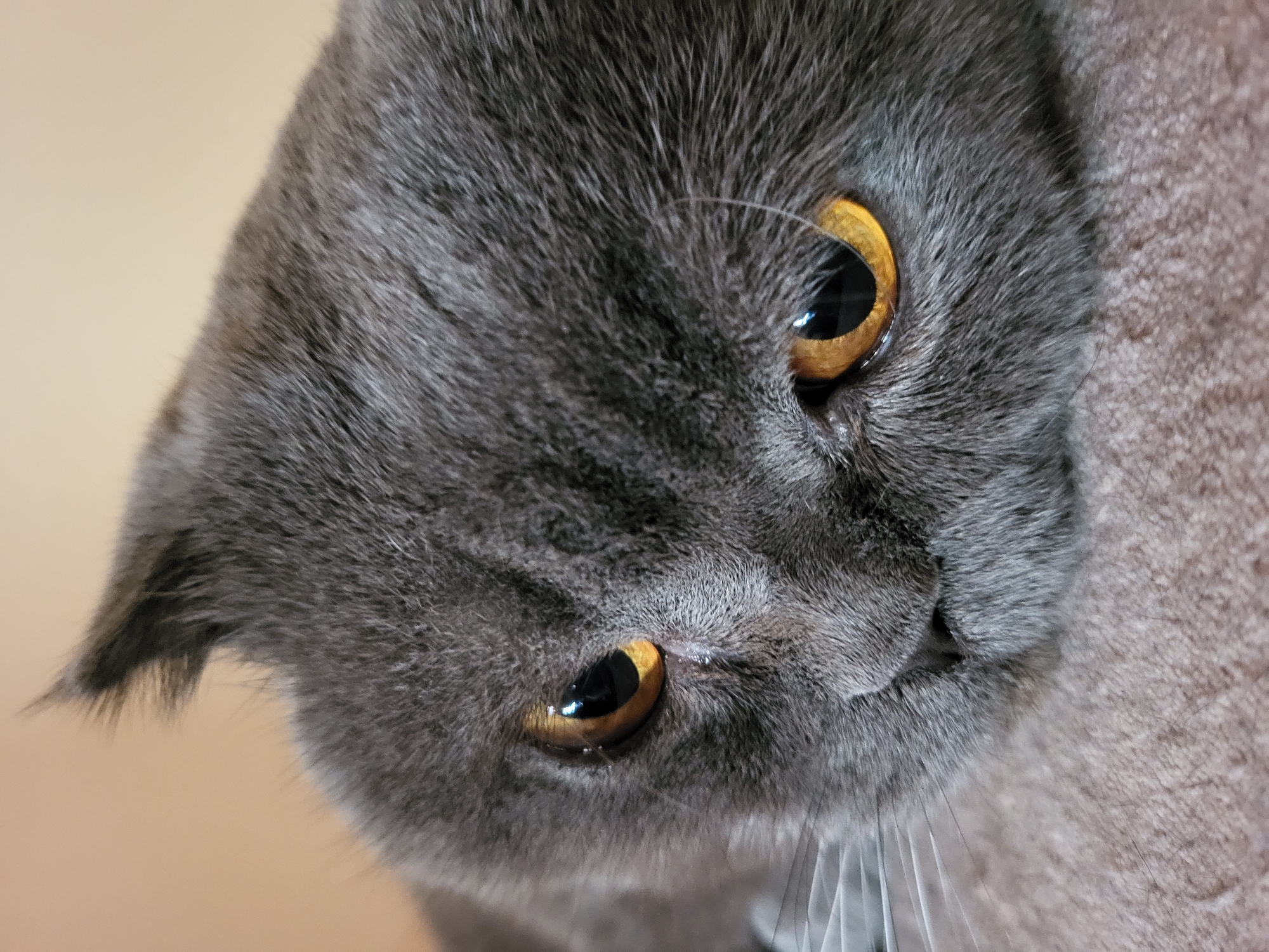 A close-up, tilted view of a gray British Shorthair cat's face. The cat has golden eyes with black pupils. Its fur is dense and plush. Whiskers are visible. The background is blurry and light-colored. The location and city are unknown.