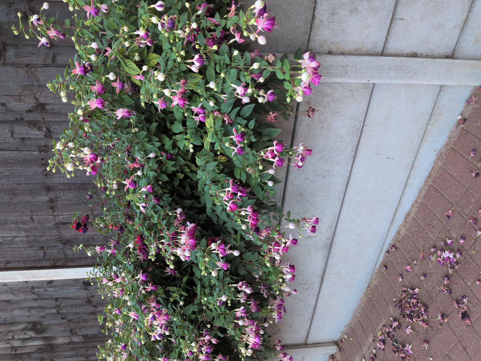 A full-frame, eye-level, medium shot captures a hedgerow of fuchsia plants laden with pink and purple flowers, cascading over a precast concrete wall in Dawley, United Kingdom. The fuchsia plants are lush and verdant, with many bell-shaped flowers, some in full bloom and others as buds, hanging downwards. The concrete wall, made of horizontal slabs, forms the lower boundary of the scene. To the left of the wall, a paved pathway made of red brick lies on the ground, strewn with fallen fuchsia petals. Behind the wall and the flowers, a weathered, vertical wooden fence provides a textured backdrop. The lighting is even, suggesting an overcast day. There are no people or animals visible in the image.