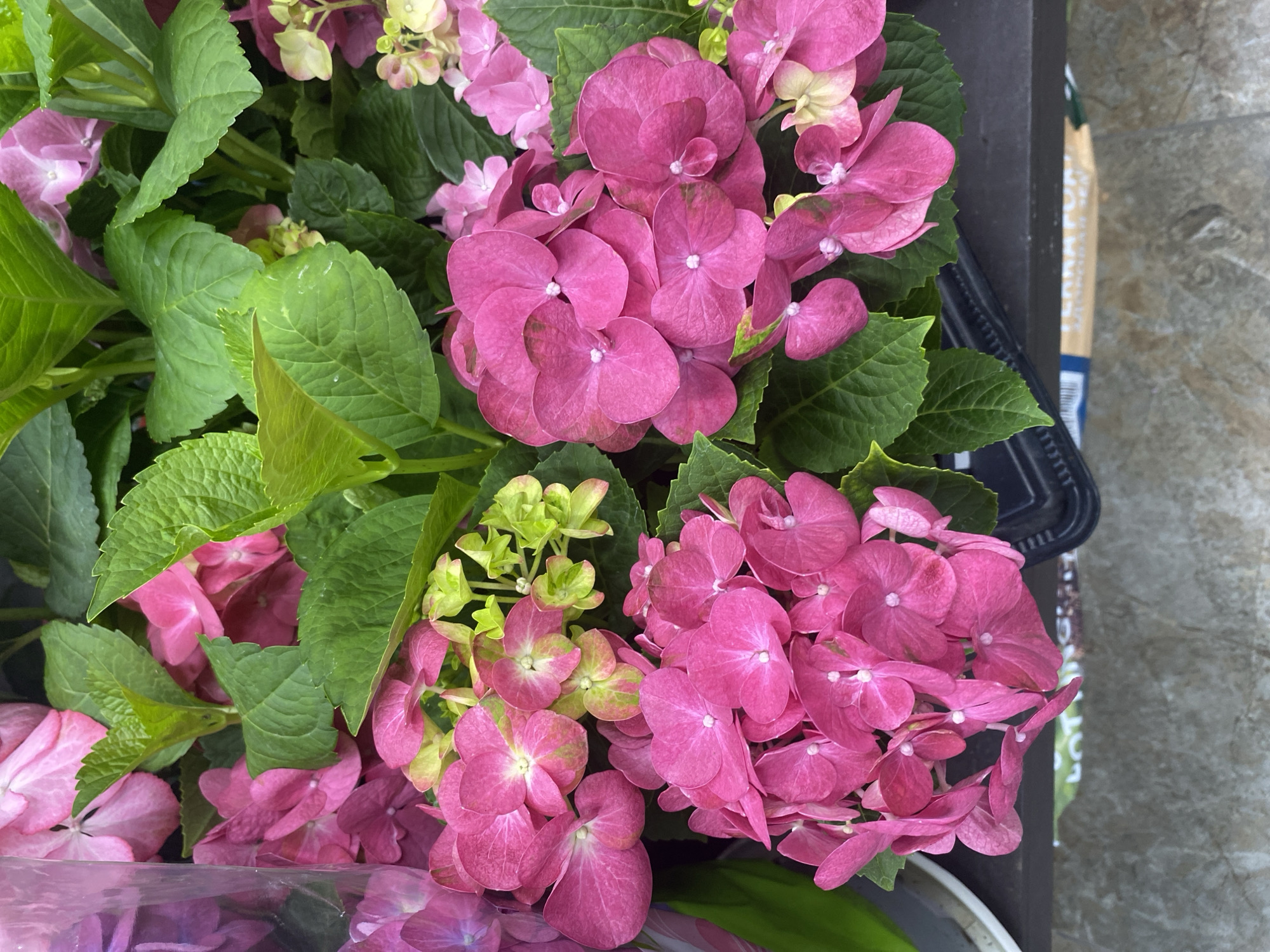 A high-angle close-up shot displays a vibrant cluster of pink hydrangea flowers. The blooms are in varying stages, with some showing a hint of green. The hydrangeas are surrounded by lush green leaves. The flowers are in a container. The picture does not contain any information related to the city of Yekaterinburg, Russia.