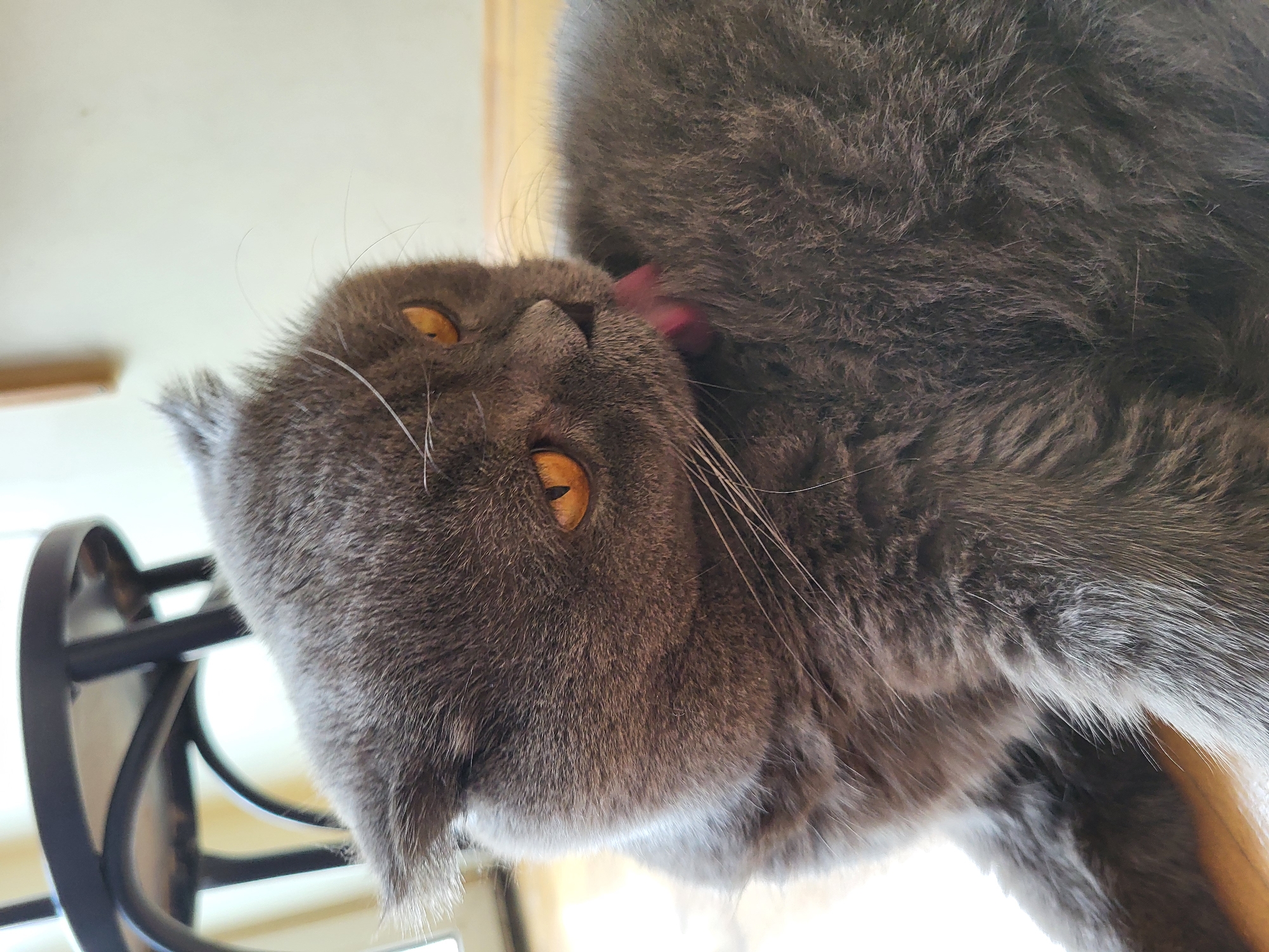 The image shows a close-up, upside-down view of a grey cat. The cat's face is visible, with bright orange eyes and white whiskers. Its tongue is out, licking the fur on its own body. The cat appears to be grooming itself. The background is blurred, with hints of light and possibly furniture. The lighting suggests it could be daytime. There is no visible text in the image.