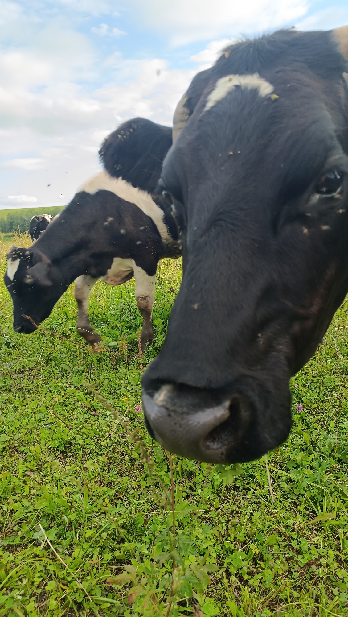 In a grassy field under a cloudy sky, a black and white cow's face dominates the foreground, its large, dark eye visible. The cow is positioned close to the camera, with its muzzle taking up a significant portion of the frame. In the mid-ground, another black and white cow bends its head down to graze. The field is covered in lush green grass with scattered wildflowers. The background shows a gentle slope of land leading to a treeline under a partly cloudy sky. There is no indication of the city of Karsha, Russia in this image.