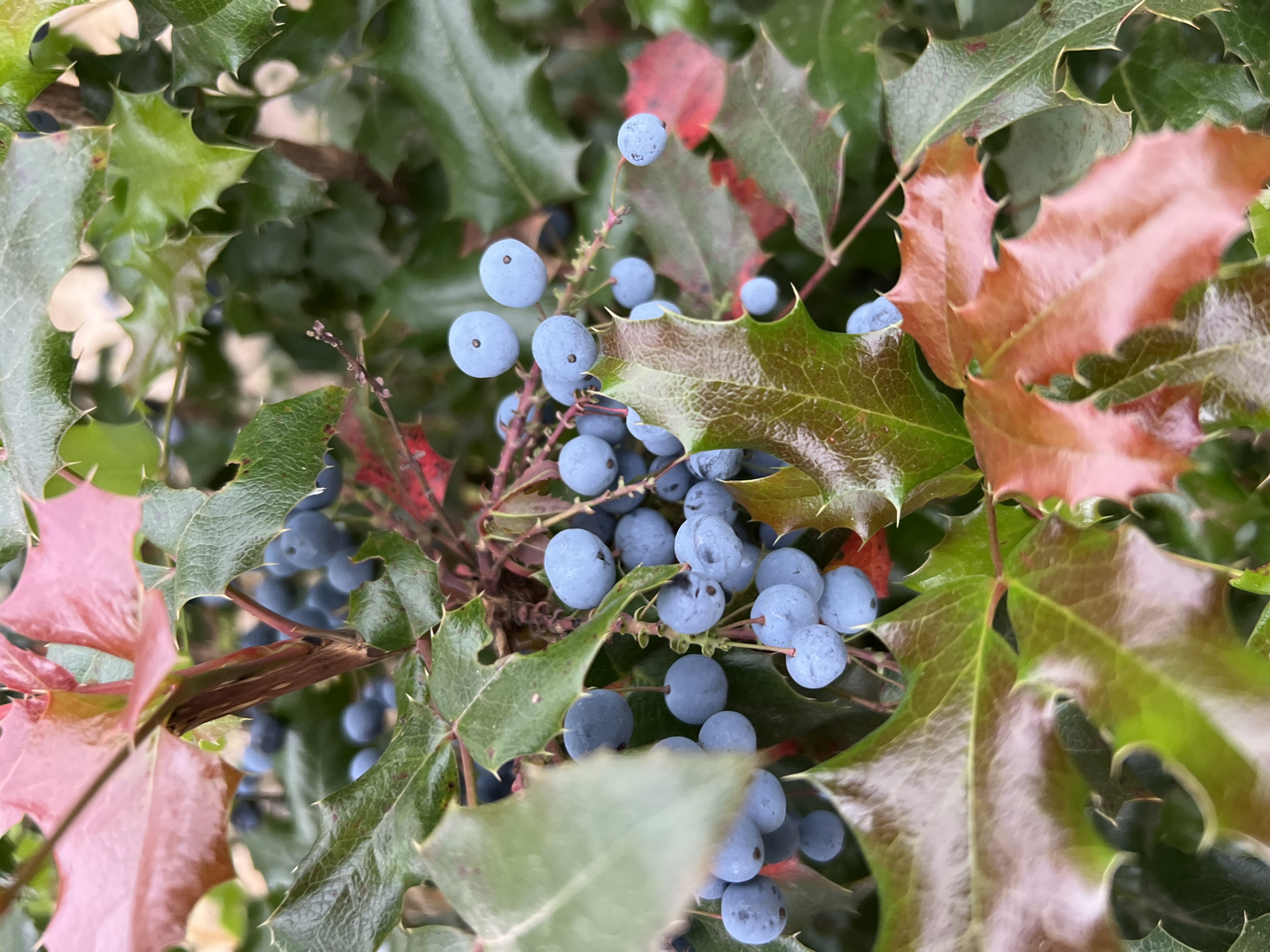 In Fontanka, Ukraine, a close-up shot captures a cluster of bright blue berries hanging from a shrub. The berries are small and round, with a powdery bloom on their surface, and some have tiny dark spots. They are attached to thin, reddish-brown stems. The berries are surrounded by the plant's foliage, which includes sharp, holly-like leaves that are a mix of deep green and reddish-brown. Some of the leaves appear glossy, suggesting they are either fresh or have been recently wet. The background is blurred, hinting at more of the same plant or other greenery. The lighting suggests it might be an overcast day or the scene is in shade.