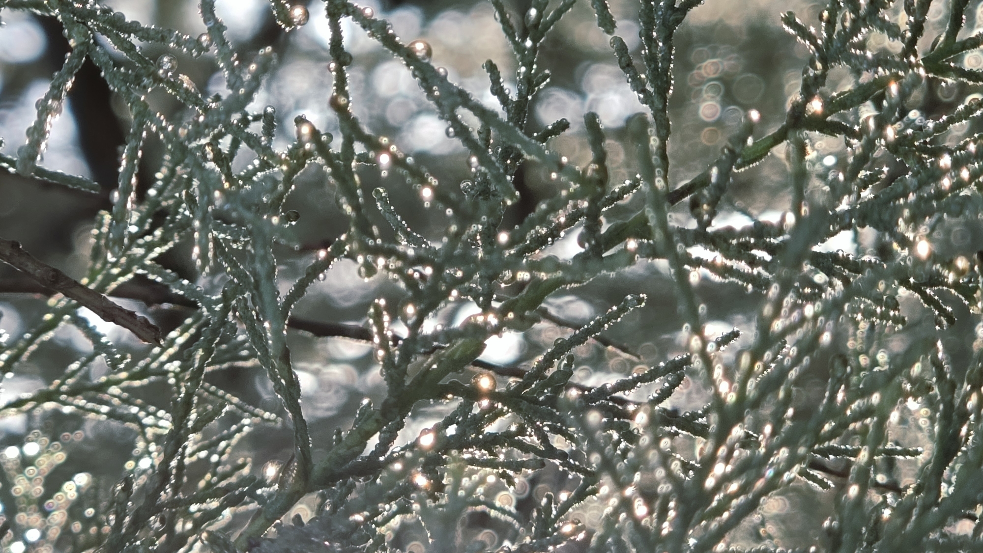 In Neot Hovav, Israel, an extreme close-up shot captures dew-covered evergreen branches illuminated by sunlight. The needles of the coniferous plant are coated in numerous small water droplets, each reflecting the light, creating a sparkling effect. The background is softly blurred, revealing bokeh circles of light and darker areas, suggesting foliage and possibly sunlight filtering through. The overall impression is one of a natural, tranquil scene observed at a very granular level.