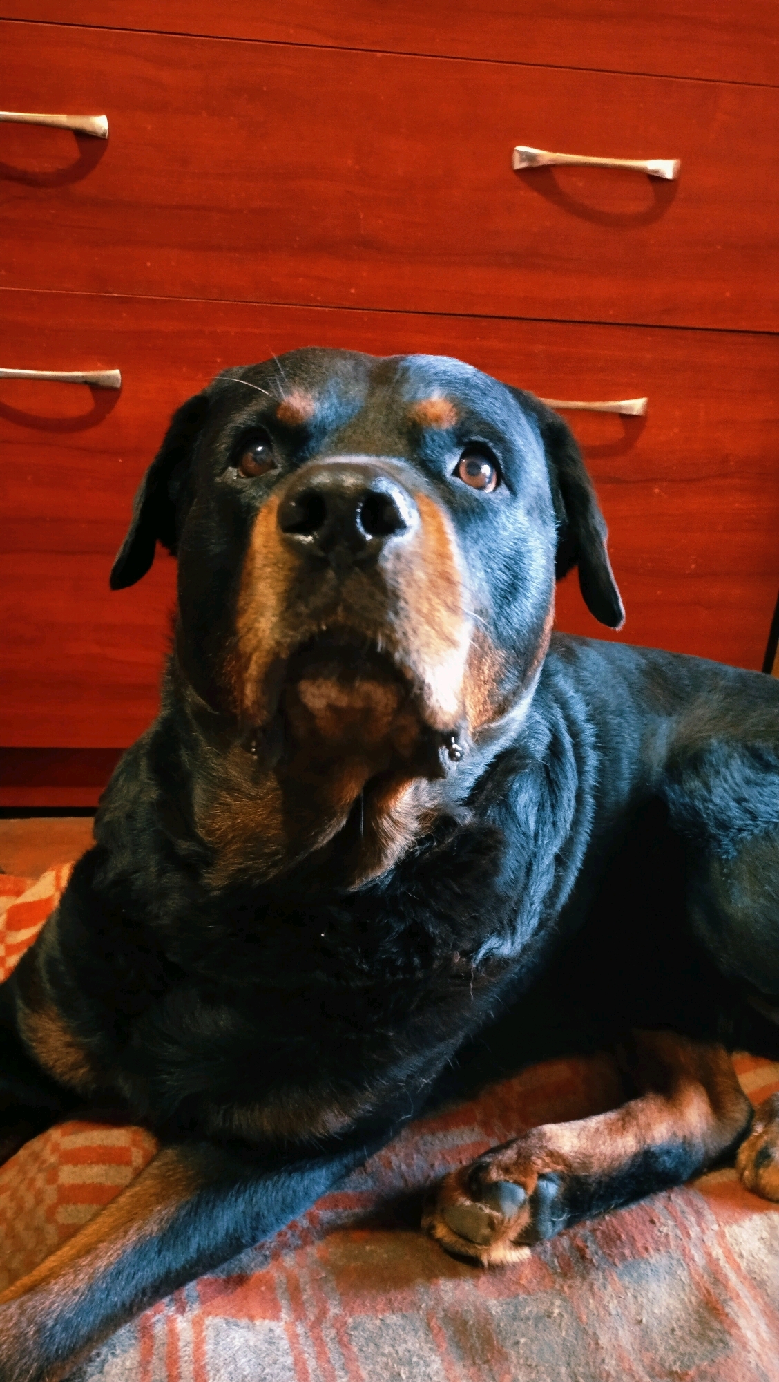 A Rottweiler dog with black and tan markings is lying down on a patterned blanket in front of a dark red wooden dresser with two rows of drawers, each with two silver handles. The dog is looking upwards and to the right of the camera. The image appears to be taken indoors.