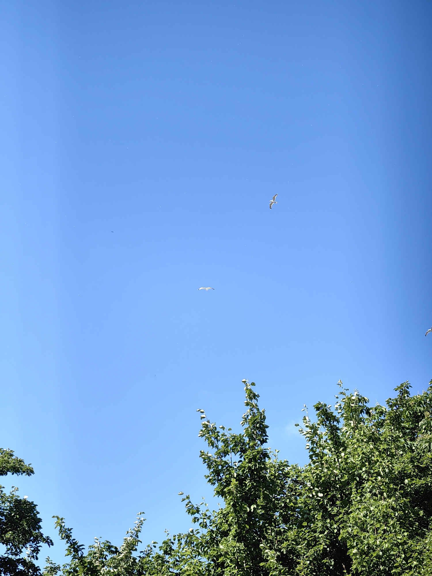 A bright, clear blue sky dominates the upper portion of the image, with a few very small, indistinct white specks scattered throughout. Two seagulls are visible in flight; one is positioned higher and to the right of the center, appearing as a small white silhouette with wings outstretched. Another seagull is lower and more towards the left of center, also silhouetted against the blue sky. The lower portion of the image is filled with the lush green foliage of trees, with dense leaves and branches. The trees are dark green and appear healthy, forming a thick canopy. The composition suggests an outdoor scene, likely during daylight hours, given the bright sky and clear visibility. There are no people or man-made structures prominently visible. The image appears to be taken from a low angle, looking upwards. It is not possible to determine a specific location within Minsk, Belarus from this image alone.
