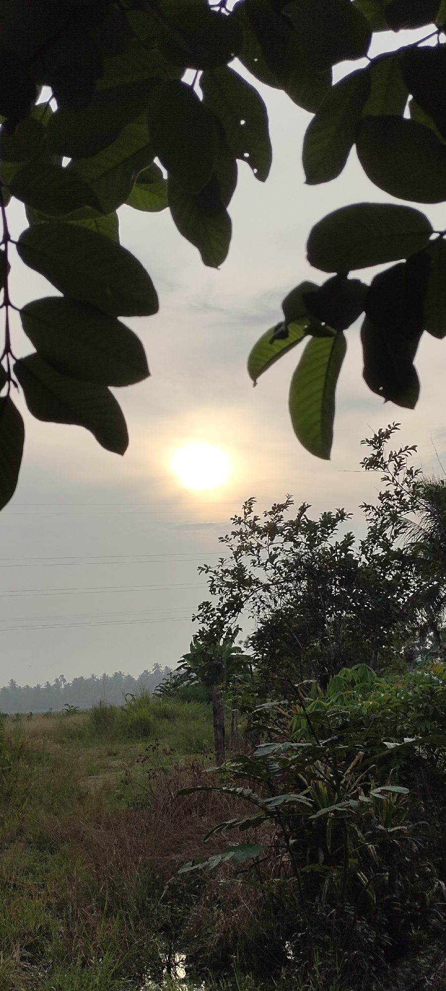 The image depicts an outdoor scene, likely in Lhokseumawe, Indonesia, during daylight, possibly early morning or late afternoon given the soft sunlight. In the foreground, silhouetted leaves of a tree frame the upper portion of the image against a bright, overcast sky. The sun is visible as a bright, diffused orb in the middle-left quadrant of the sky.
Below the sky, a line of utility wires stretches horizontally across the mid-ground. The landscape features a field of tall, dry and green grasses, with some scattered bushes and trees. In the distance, a dense line of palm trees is visible along a horizon. The overall environment appears to be a rural or semi-rural area. There are no people or animals present in the image. The composition is vertical, emphasizing the natural elements and the atmospheric lighting.