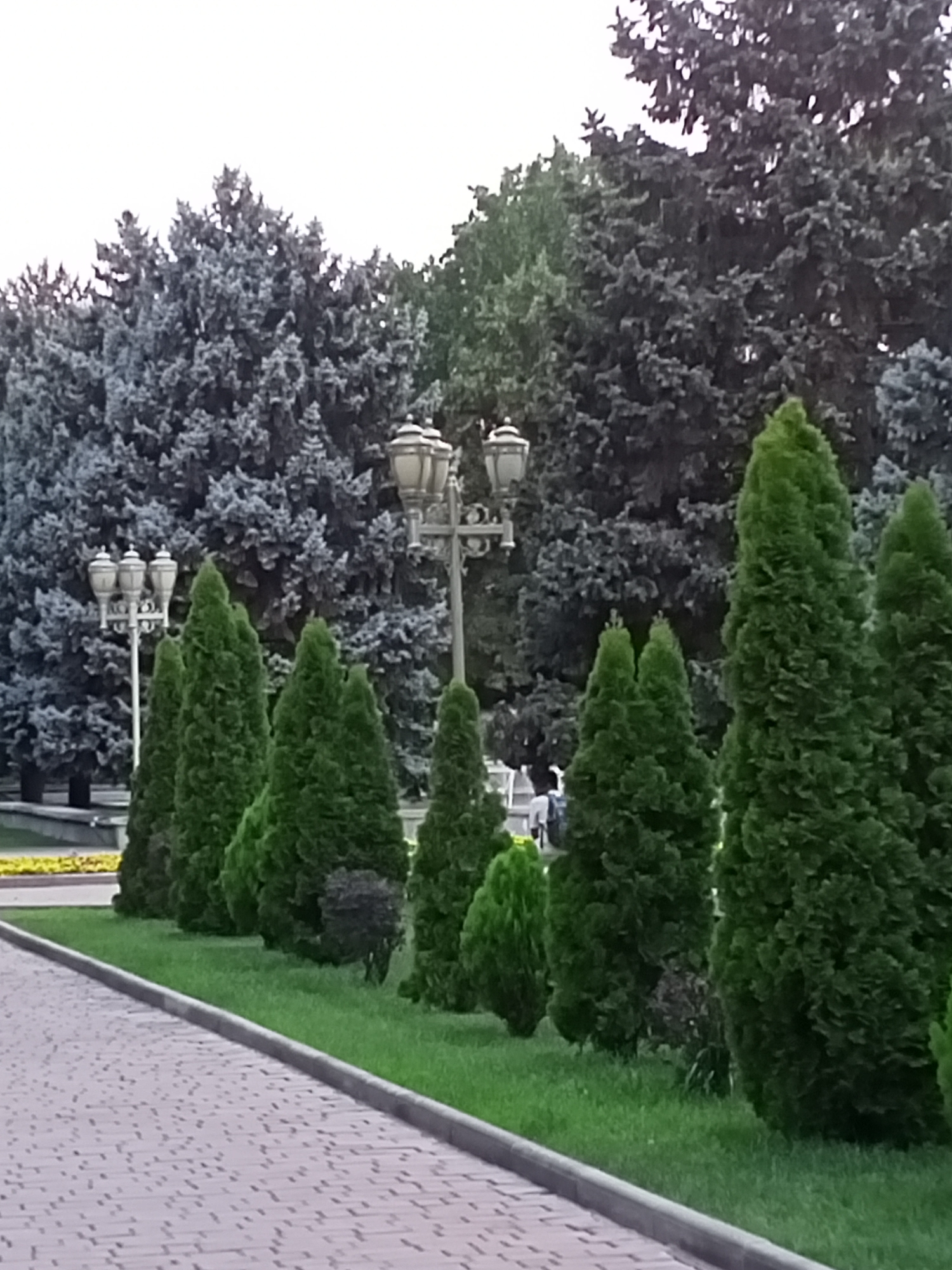The image depicts a park-like setting with a paved walkway in the foreground. The walkway is bordered by a neatly trimmed lawn and a row of conical evergreen trees. In the background, a dense forest of coniferous trees can be seen, with some of them appearing to be blue spruce. Two ornate lampposts stand among the trees, suggesting it might be a public park or garden. The lighting suggests it is daytime, possibly overcast. The overall scene evokes a sense of tranquility and nature. A person is partially visible in the background, walking in the distance, and there appears to be another person near them. No text is visible in the image. The location context provided is Bishkek City, Kyrgyzstan.