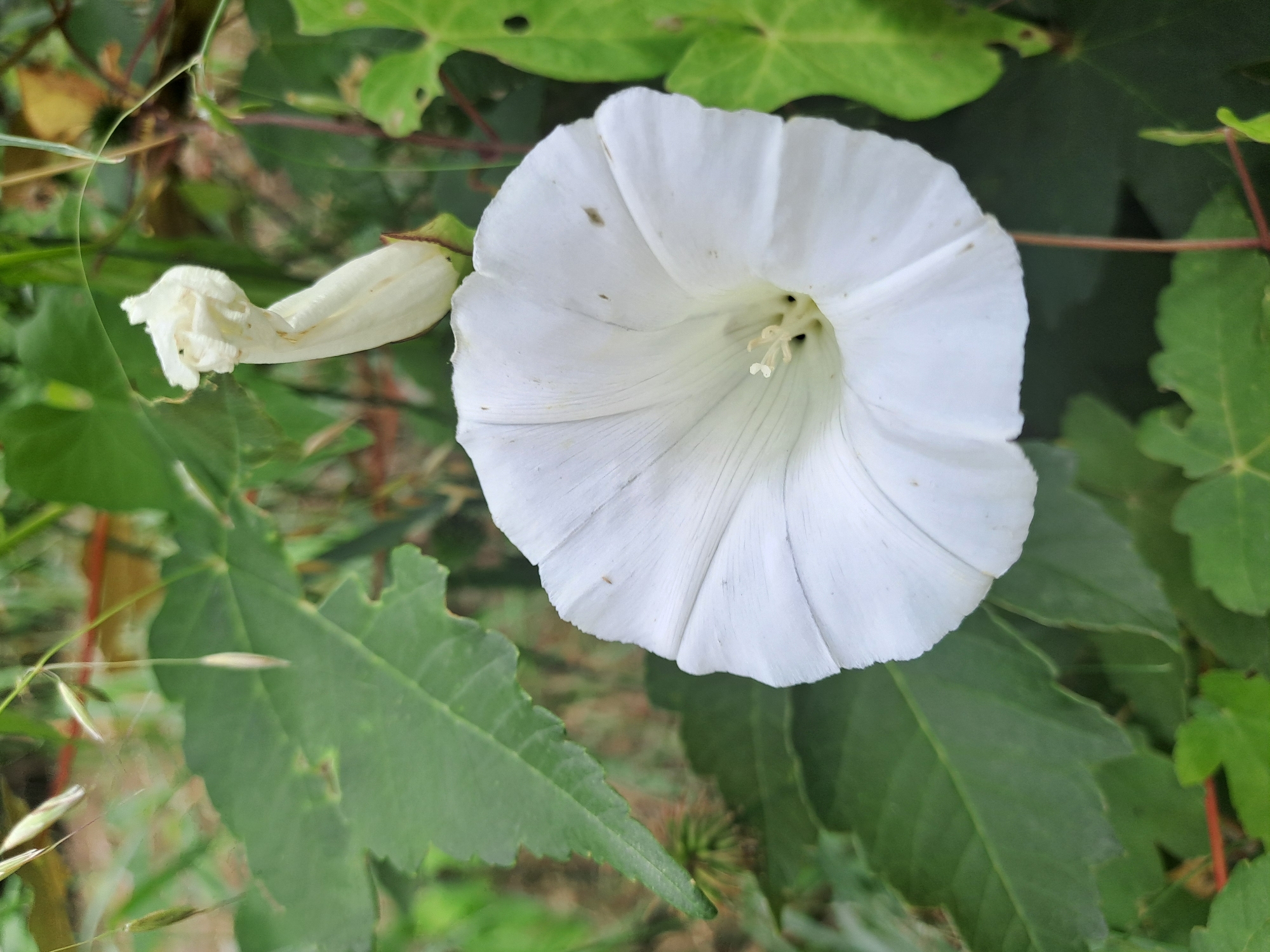 A white, funnel-shaped bindweed flower is in full bloom, positioned in the lower right quadrant of the image. The flower's petals are a pure white with faint lines radiating from the center. The center of the flower is a pale yellow, with visible stamens. Above and to the right of the bloom, another bindweed flower bud is tightly closed, its white petals still furled. The background consists of lush green foliage, with broad leaves of varying shapes, some with serrated edges. Interspersed with the leaves are blades of grass and thin, brown stems. The overall setting appears to be an outdoor natural environment, likely a garden or wild area within Chrudim, Czechia. The lighting suggests it is daytime, with soft light illuminating the scene.