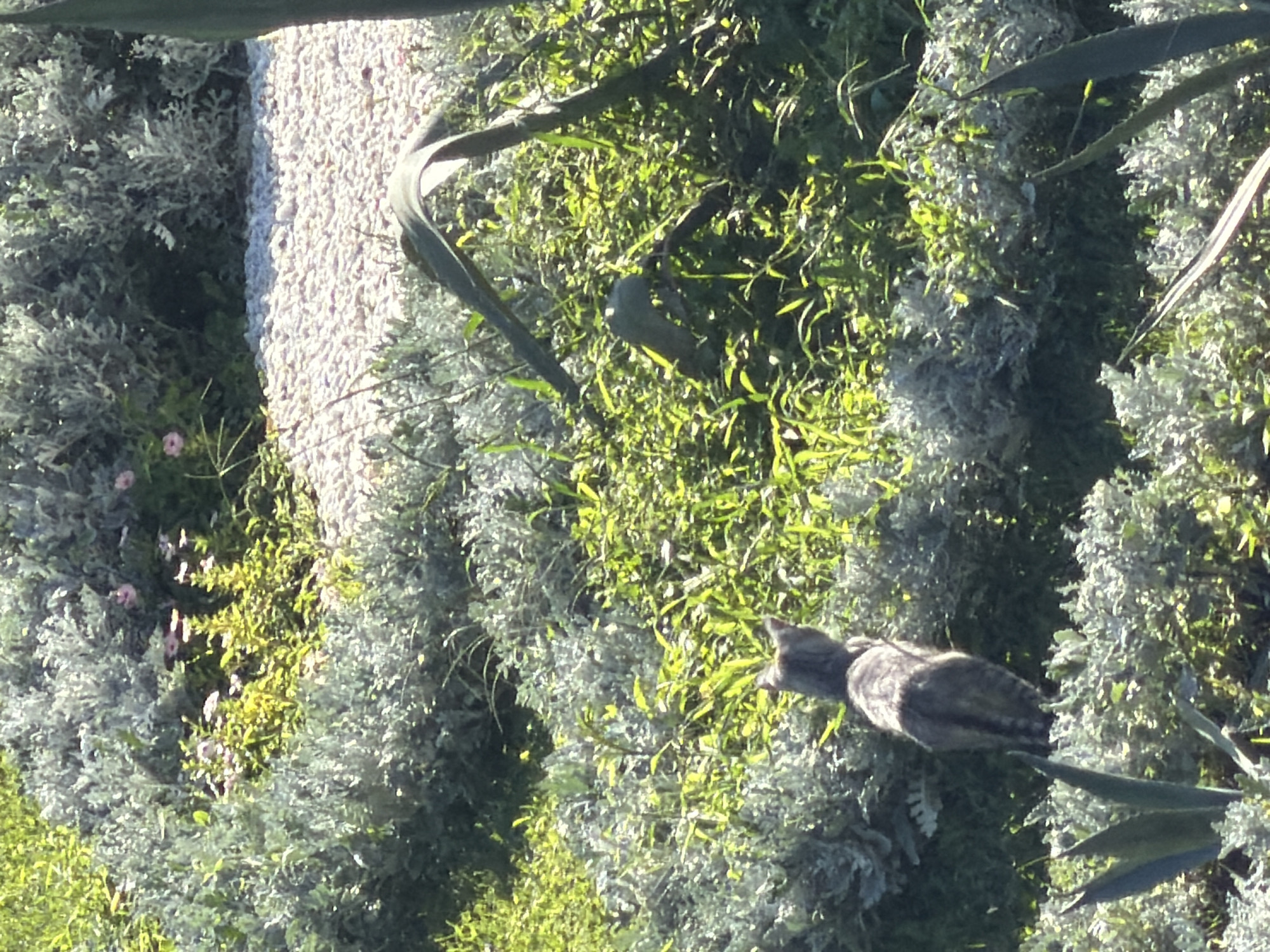 A grey tabby cat is standing in a garden area filled with green foliage and silvery-grey bushes. The cat is facing away from the camera, looking into the dense greenery. In the background, there are pink flowers interspersed with the plants, and a path of light-colored gravel. The scene appears to be outdoors, bathed in sunlight, casting shadows. The overall impression is a peaceful, natural setting within a garden.