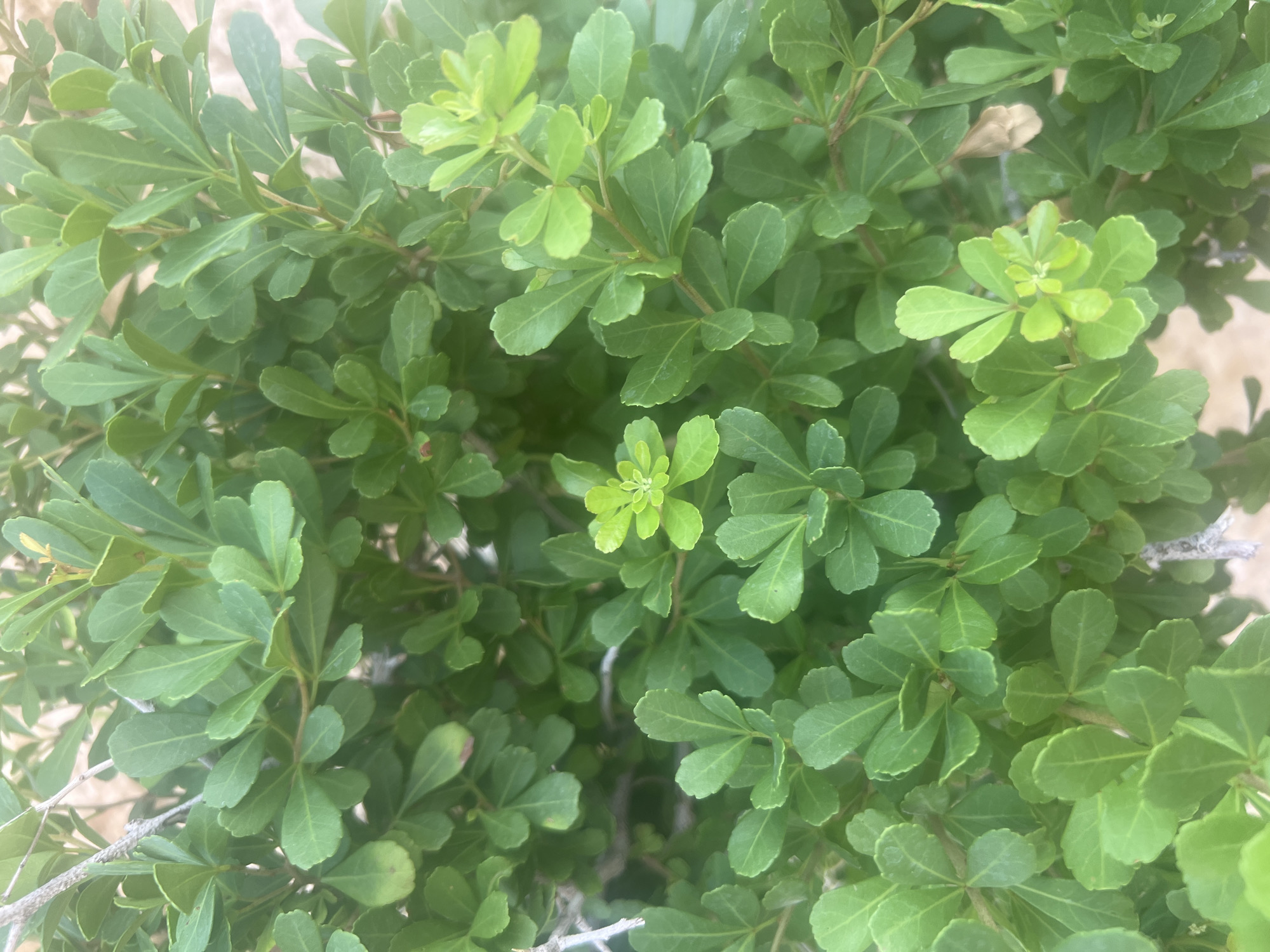 This media file is a close-up, top-down view of a dense, green shrub with small, oval-shaped leaves. The leaves are a vibrant green, with some newer growth appearing lighter in color. The shrub appears healthy and well-maintained. The background is blurred and out of focus, suggesting a shallow depth of field, but hints of a sandy or earthy surface can be discerned. The lighting appears to be natural, likely daylight, with no harsh shadows, indicating an overcast day or late afternoon/early morning. There are no people or specific objects visible, and the focus is entirely on the foliage of the plant. The setting appears to be outdoors, given the natural lighting and plant material. Without additional context, it is difficult to determine a specific activity or event. The location context provided, Hof HaCarmel Regional Council, Israel, suggests this shrub is likely a native or common plant in that region. There is no visible text in the image.