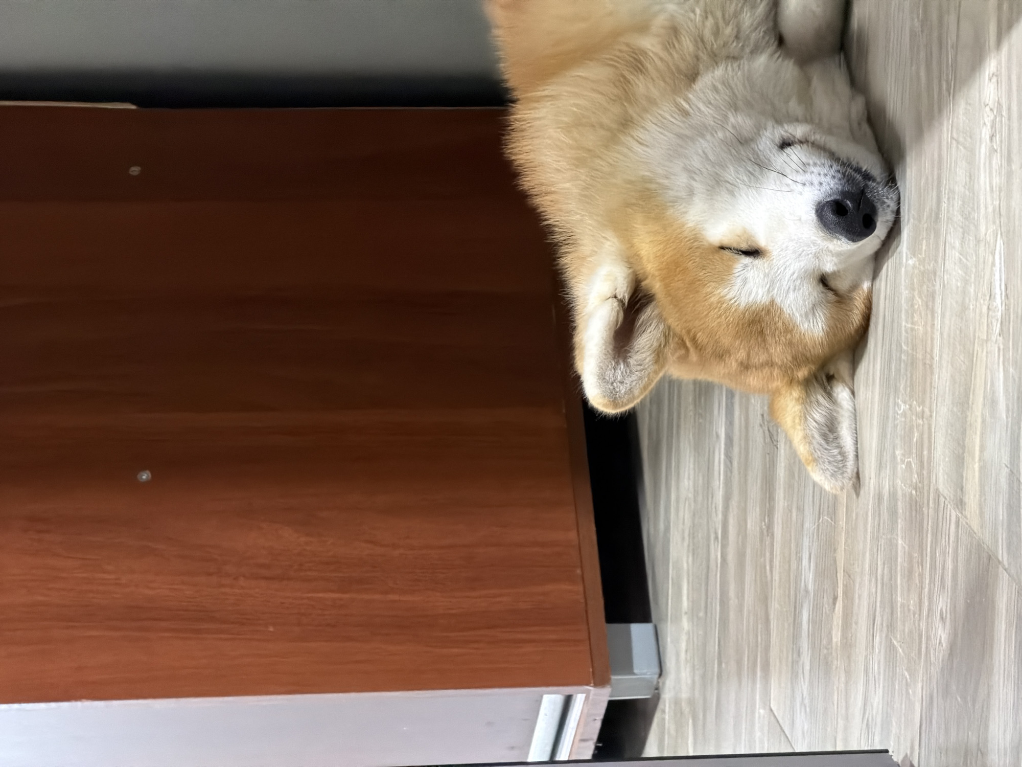 The image displays a tranquil indoor scene, likely in Chaikovsky, Russia, featuring a dog sleeping peacefully on its back. The dog, which appears to be a Shiba Inu or a similar breed, exhibits a striking coat of golden-brown fur on its body and ears, beautifully contrasted with white fur on its face, chest, and paws. Its eyes are gently closed in deep slumber, and a prominent black nose with delicate whiskers is visible. The dog's head is oriented towards the left side of the frame, while its body extends to the right, with its front paws softly curled over its chest.
The dog is resting on a light-toned wooden floor, which occupies the right half of the image. The floor features vertical planks with a visible grain pattern, adding texture to the scene. To the left, a substantial dark brown wooden cabinet or piece of furniture stands, presenting a smooth, polished surface that contrasts with the lighter elements of the floor and the dog's fur. The lighting in the scene is soft and ambient, characteristic of an indoor environment, fostering an atmosphere of calm and serenity. No visible text is present in the image. The overall impression is one of profound rest and quietude.
