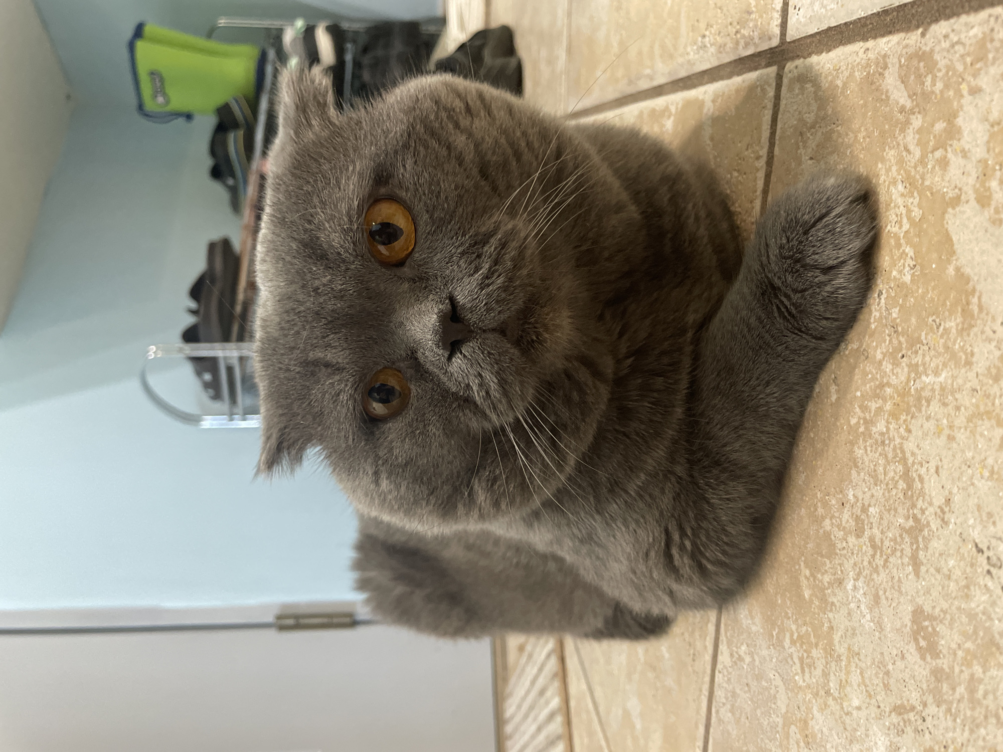 A grey cat with striking amber eyes lies on a light-colored tiled floor, looking directly at the camera. The cat appears to be a Scottish Fold breed due to its characteristically folded ears. Its fur is short and dense, and long white whiskers are visible around its snout. One front paw is neatly tucked in front of its body.
The background reveals an indoor setting. Behind the cat, there is a light blue or greenish-blue wall. To the left side of the frame, partially obscured, are shelves or racks holding various items, including a bright green bag or container and some dark, indistinct objects, possibly shoes. The tiled floor has a mottled, light brown or beige appearance. The lighting is bright, illuminating the cat's features clearly. No specific activity is taking place other than the cat resting and observing. There is no legible text visible in the image.