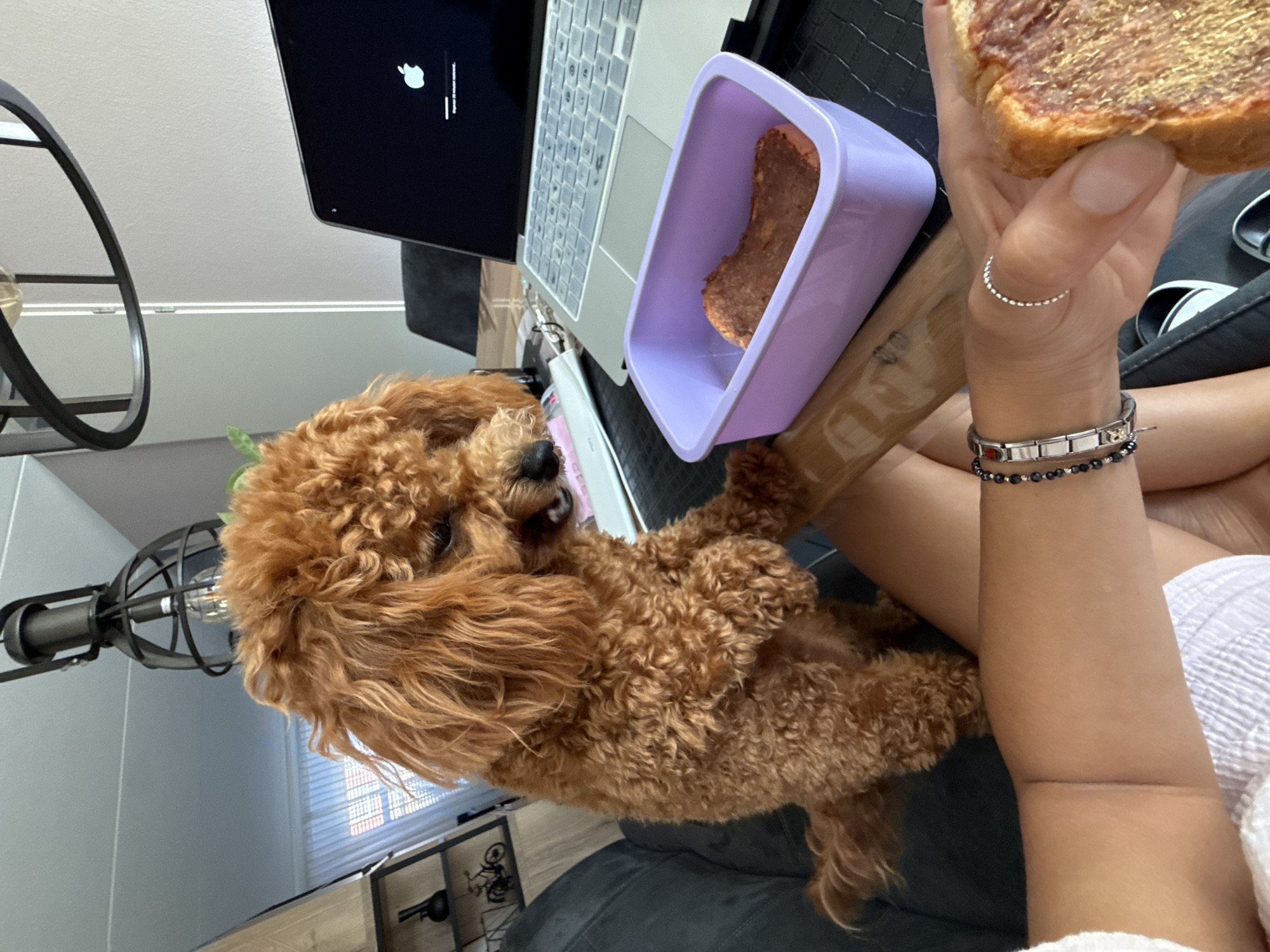 An adult toy poodle with curly, reddish-brown fur is standing on its hind legs on a dark grey sofa, looking down at a person's hand that is holding a slice of bread with meat on it. The dog's front paws are resting on the edge of a table. To the right of the dog, a laptop is open, displaying a progress bar with an Apple logo. In front of the laptop, a light purple rectangular container holds a piece of food that appears to be dried meat. The background shows a room with a ceiling lamp, a shelf with decorative items, and a window with blinds. The overall setting appears to be a home environment.
