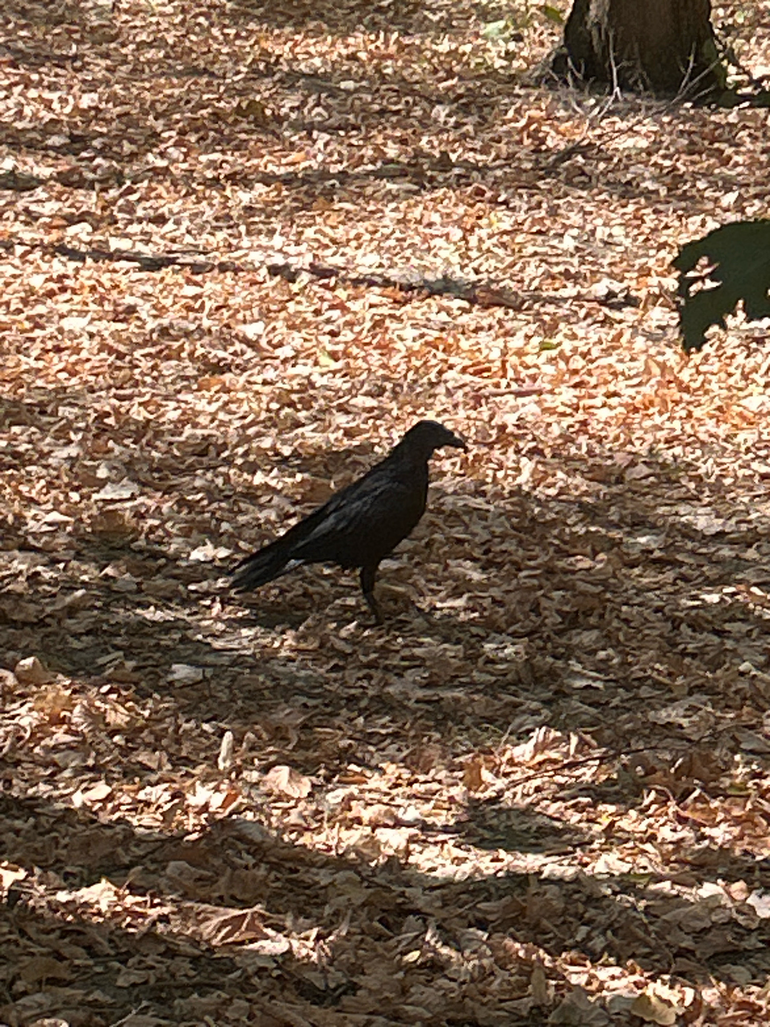 A lone black bird stands on a ground covered in dried leaves. The bird is in the center of the frame, facing right. Sunlight dapples the ground, creating shadows from nearby foliage and a tree trunk to the upper right. The environment appears to be a park or wooded area. There is no indication of the city of Almaty, Kazakhstan.
