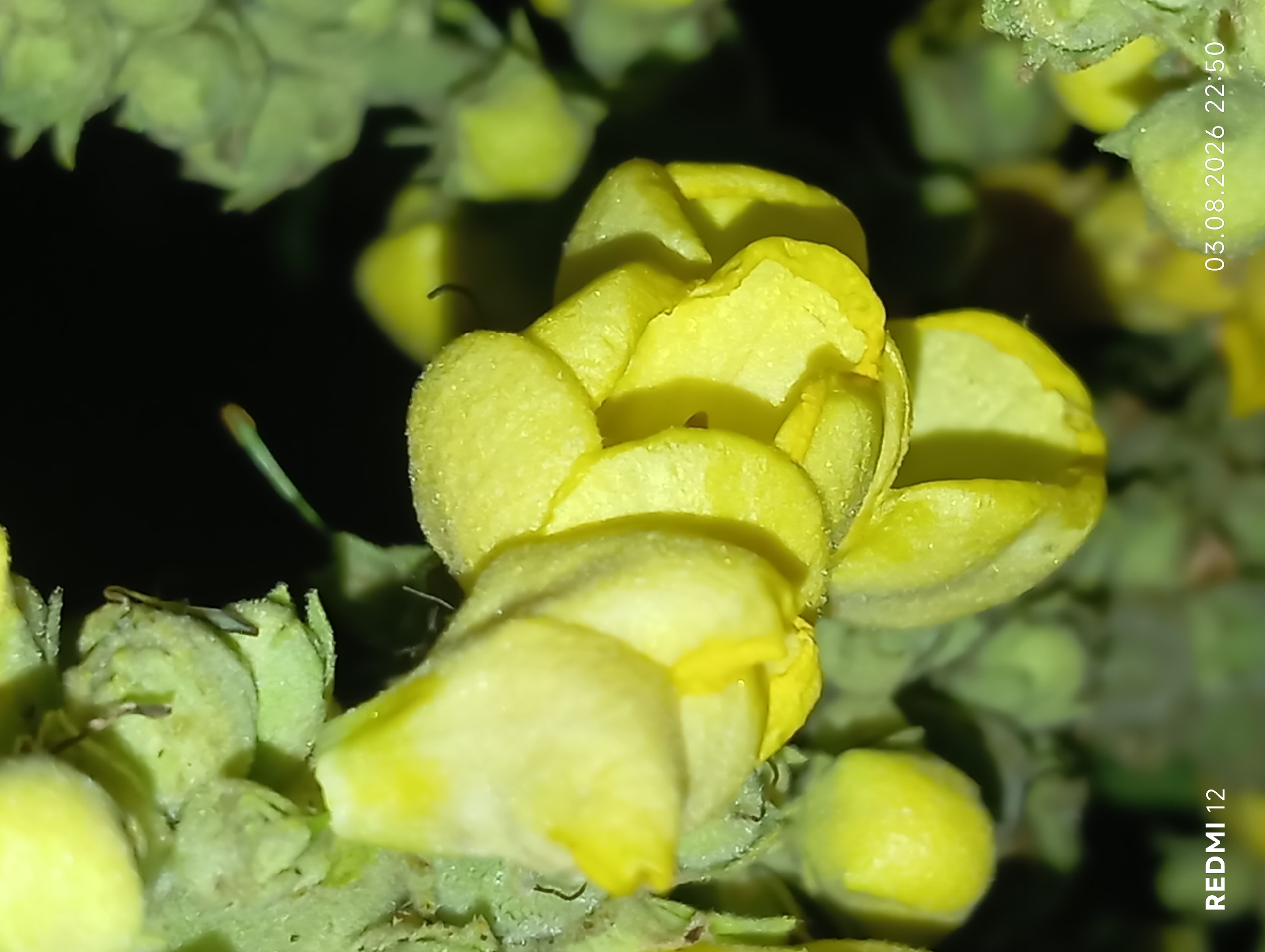 A close-up, low-angle shot focuses on a cluster of yellow flowers with textured petals, possibly mullein, against a dark, blurred background. The lighting suggests nighttime or a dimly lit environment. At the bottom left, "REDMI 12" is visible, indicating the device used for capture. At the bottom right, "03.08.2026 22:50" provides a date and time stamp. No people are present in the image. The scene appears to be an outdoor setting, possibly a garden or natural landscape, in Smila, Ukraine.