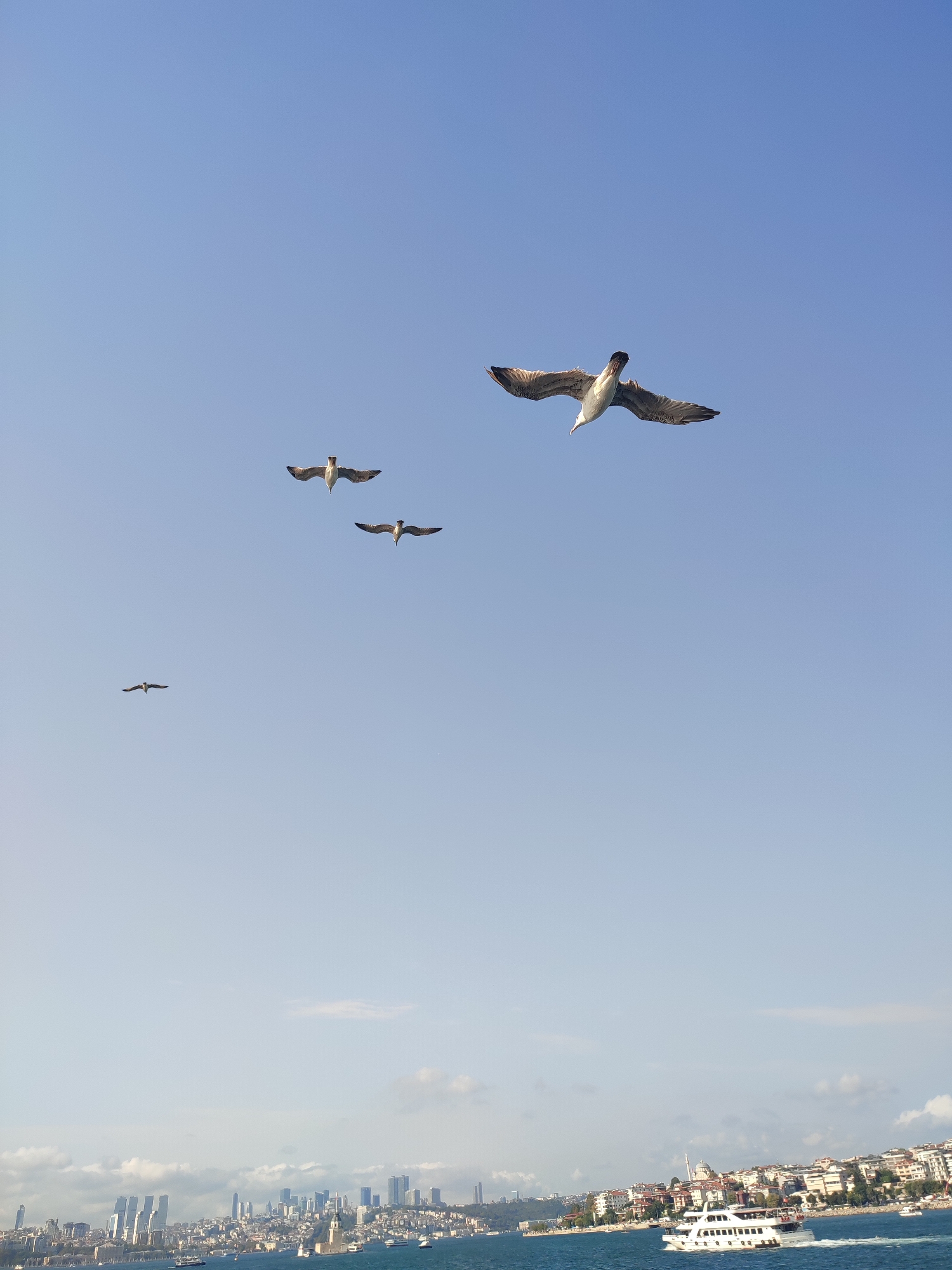 A wide-angle, low-angle shot captures a bright, clear blue sky above the cityscape of Üsküdar, Turkey. Four seagulls are in flight. One large seagull is prominently positioned in the upper right quadrant, its wings spread wide. Below and to the left, three smaller seagulls are also flying, two closely grouped and one further to the left. In the background, the dense urban landscape of Üsküdar is visible along the coastline, with numerous buildings and a mosque's minaret piercing the skyline. A white ferryboat is navigating the blue water in the lower right foreground. The overall scene depicts a sunny day over the water and city.