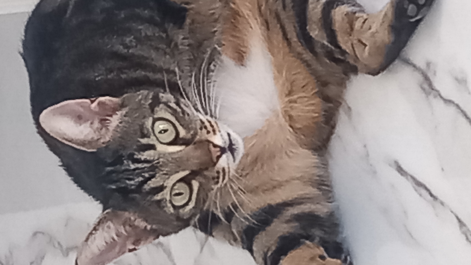 A close-up, eye-level shot shows a tabby cat lying on a white, marbled surface. The cat is facing forward with its head slightly tilted. Its fur is a mix of brown, black, and white stripes. The cat has large, green eyes, a pink nose, and white whiskers. Its front paws are extended forward, and its body is relaxed. The background is a blurry, light-colored wall with a subtle marbled pattern. The location of the image is unknown, and it is not possible to determine if it is in Άγιος Νεκτάριος, Greece.