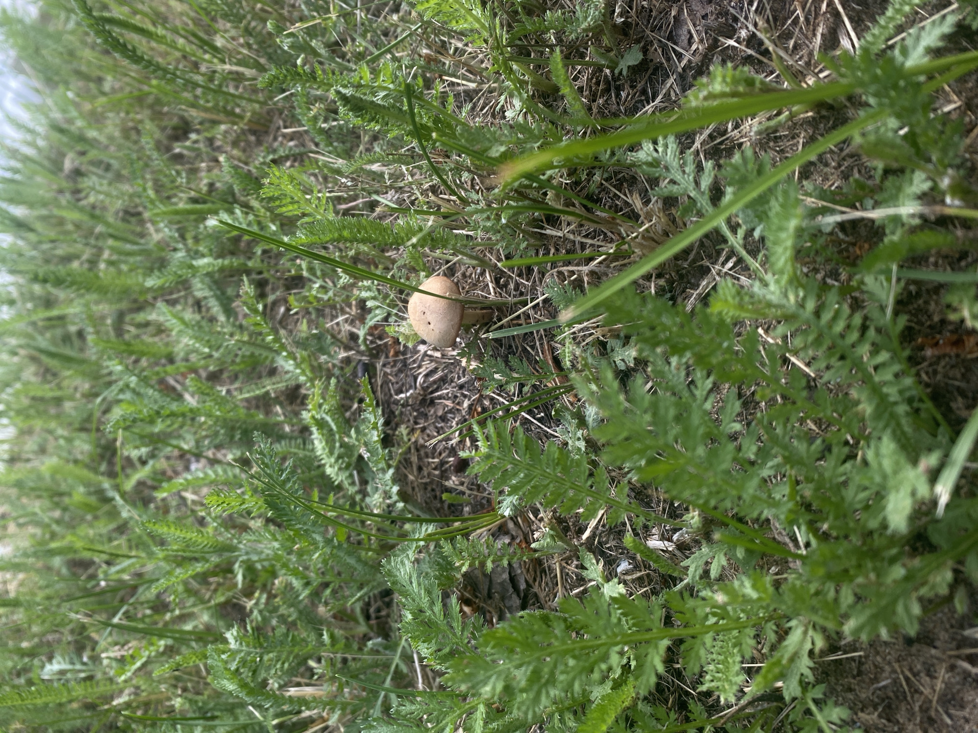 A small, light brown mushroom with a cap and stem stands among green foliage and dry grass on the ground. The scene appears to be outdoors, likely in a natural setting. The image is a close-up view of the mushroom and its surroundings, with the focus on the mushroom. The background consists of more green plants and dry debris, suggesting a natural environment such as a forest floor or a grassy field. The lighting indicates it is daytime. The location is Shiryaevo, Russia.