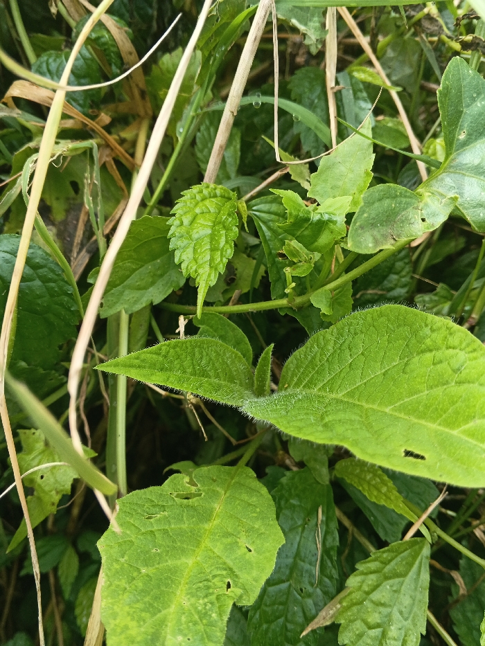 The image presents a close-up, high-angle view of dense, green vegetation located in Bình Hải, Vietnam. The scene is dominated by various plant leaves and stems in multiple shades of green, with some dried, yellowish-brown plant matter interspersed. In the foreground, a large, broad, light green leaf with a slightly textured or fuzzy surface is visible in the lower right, featuring several small, irregular holes consistent with insect damage. Above it, another smooth-surfaced green leaf extends into the frame. Towards the upper center-left, a smaller, vibrant green leaf with distinctly serrated or crinkled edges is prominent. Numerous other leaves, some smooth and some textured, fill the background, exhibiting various shapes and sizes. Several thin, linear, yellowish-brown dried plant stems or blades of grass diagonally traverse the upper left and central portions of the frame. No human subjects, animals (other than implied insects causing leaf damage), or man-made objects are present. The lighting is natural and diffuse, illuminating the foliage evenly.