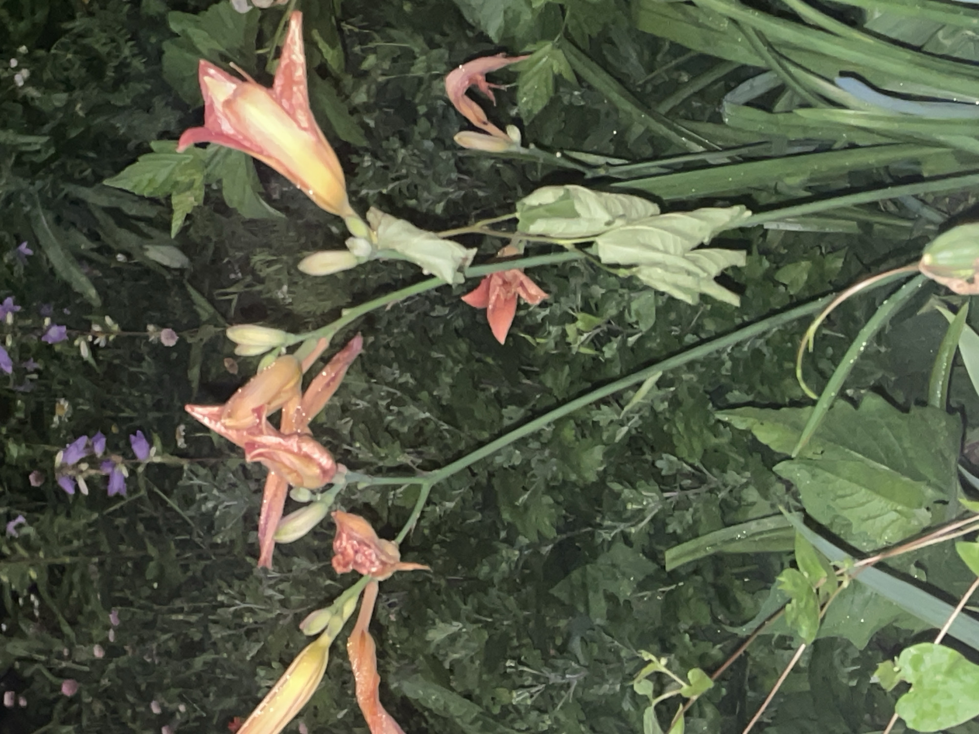 A close-up, nighttime, slightly blurry, vertical shot shows orange and yellow daylilies with some wilting. The flowers are in focus, but the background is softly blurred, suggesting a garden or natural setting. The environment appears damp, with water droplets visible on the petals and leaves. In the background, there are hints of other plants and foliage, including some small purple flowers and green leaves. The lighting suggests it is dark outside, possibly after rain, and artificial light is being used to illuminate the flowers. The image captures a moment of natural beauty, possibly in a garden in the city of Krasnogorsk, Russia. No people are visible in the image, and no specific actions or interactions are depicted.