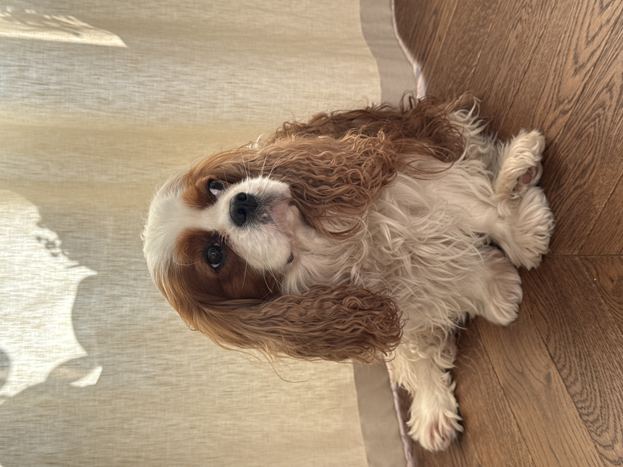 A Cavalier King Charles Spaniel is lying on a wooden floor, next to a beige curtain. The dog is facing towards the upper-left corner of the frame, with its head slightly tilted. The location is likely indoors. There is no evidence to suggest this image was taken in Moscow, Russia.