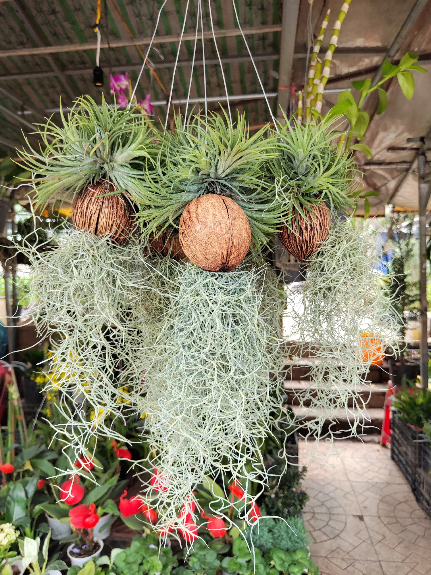 The image depicts a hanging plant arrangement consisting of Tillandsia plants and Spanish moss (Tillandsia usneoides) suspended by wires. The plants are mounted in what appear to be dried fruit or nut shells. The hanging arrangement is located in what appears to be a plant nursery or market, based on the presence of other potted plants and a covered structure. The plants below include red flowers and lush green foliage. The location is Da Lat, Vietnam, a detail not visibly present in the scene but available via the request.