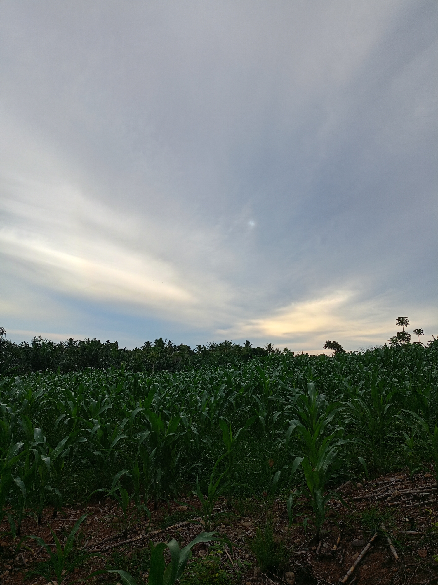The image depicts a cornfield under a cloudy sky. The corn plants are green and appear to be in a growth stage. In the background, there are some trees. The ground around the corn stalks is brown and contains organic debris. The photo may have been taken near Cotjrat, Indonesia.